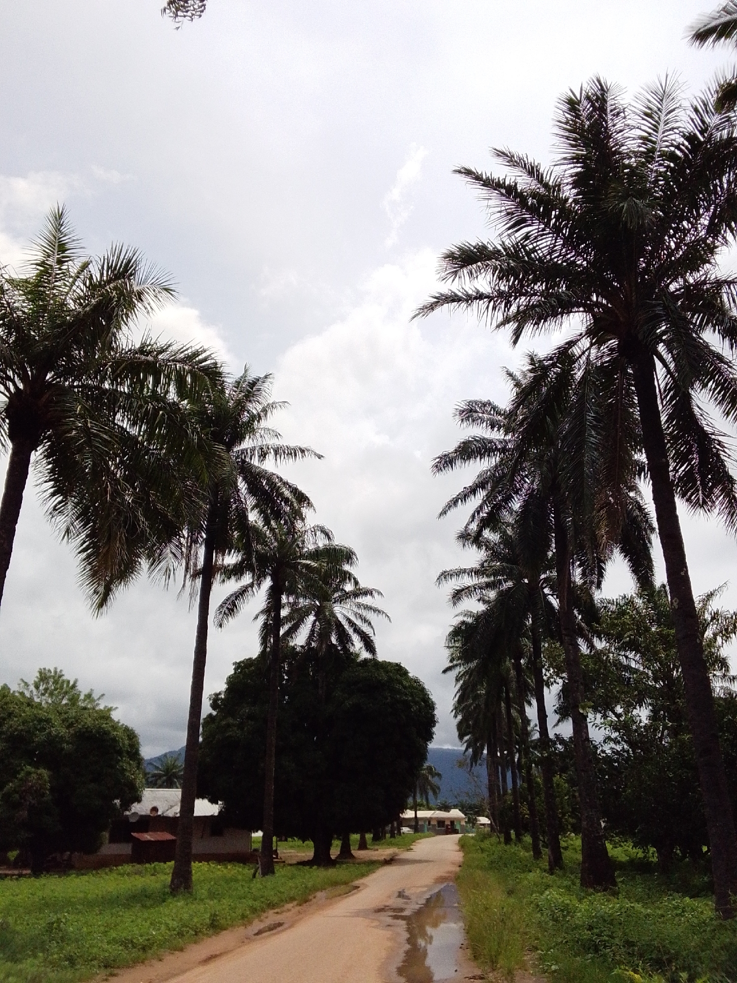 The image depicts a dusty, unpaved road winding through a lush, tropical environment. Tall palm trees line both sides of the road, their fronds casting shadows on the ground. In the background, a small, white building with a corrugated metal roof can be seen nestled amongst the trees. The sky is overcast, suggesting a humid climate. The overall impression is one of a serene, rural village scene in Serti, Nigeria, a place characterized by its natural beauty and tranquil atmosphere. The absence of any human figures or activity suggests a moment of quietude, allowing the viewer to appreciate the natural landscape.