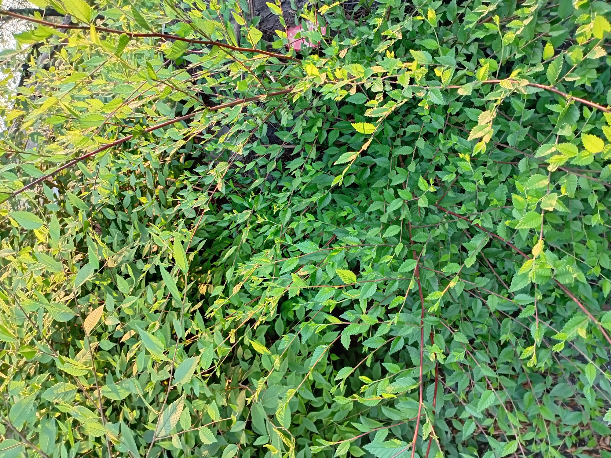 The image shows a dense thicket of green leafy branches, possibly a hedge or shrubbery, with thin reddish-brown stems. The leaves are serrated and ovate, catching the golden light of what appears to be late afternoon or early morning. The background is blurred, but suggests an outdoor urban setting with hints of a dark surface, possibly asphalt or concrete, and a lighter area that could be a fence or building. There are no people or animals visible in the image. The scene appears to be a natural element within a city environment.