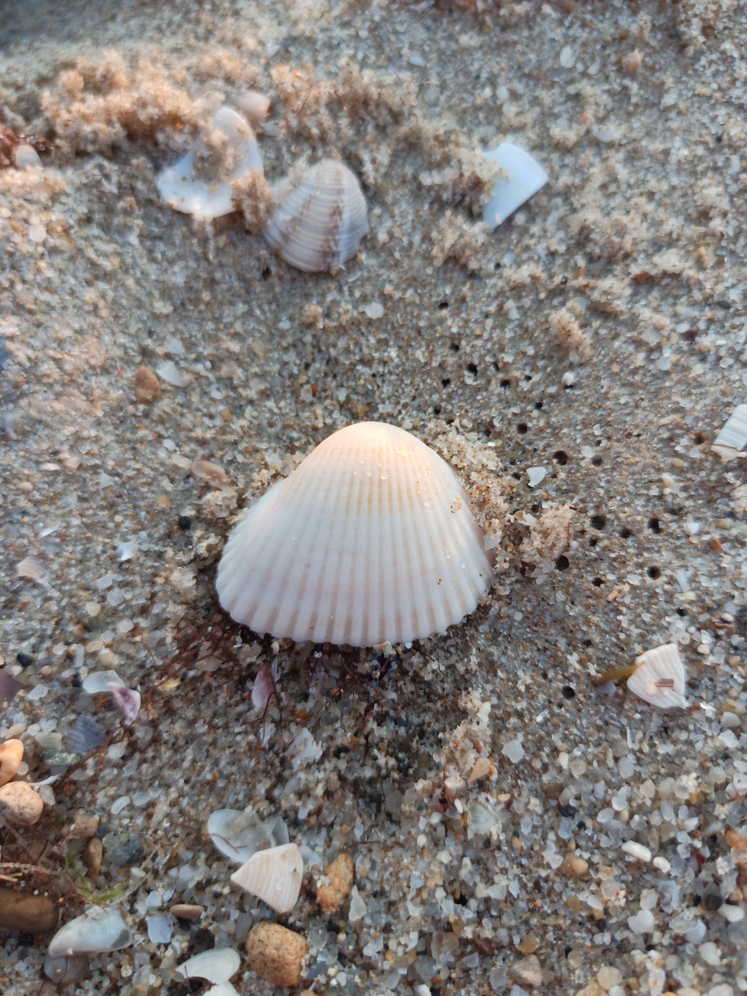 A close-up, eye-level view of a sandy beach in Kranevo, Bulgaria. The foreground is dominated by a single, white, ribbed seashell situated centrally. The shell is partially illuminated by sunlight, casting a subtle shadow. The sand surrounding the shell is a mixture of fine grains and small pebbles of varying colors including brown, gray, and white. Scattered amidst the sand are fragments of other seashells, some white and translucent, others with hints of pink or purple. In the background, more sand and shell fragments are visible, with some patches appearing darker, possibly due to moisture or shadows. The lighting suggests it is daytime, likely morning or late afternoon given the angle of the light.