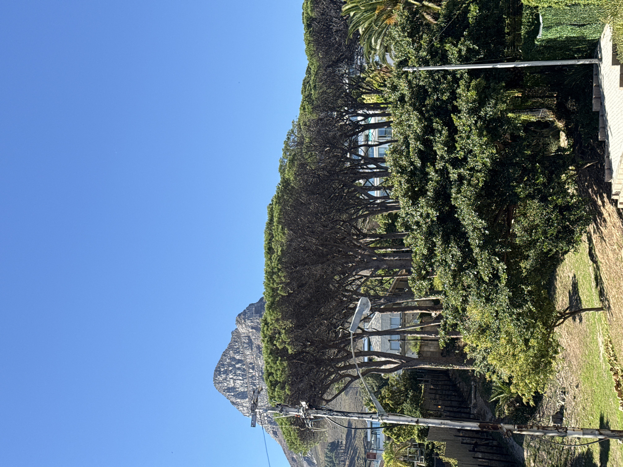 The image shows a view in Cape Town, South Africa, with Table Mountain visible in the background. A row of tall trees lines the street, partially obscuring buildings behind them. A utility pole with power lines is in the foreground, intersecting the view of the mountain. A sidewalk borders the right side of the image, adjacent to a grassy area. The sky is clear and blue.