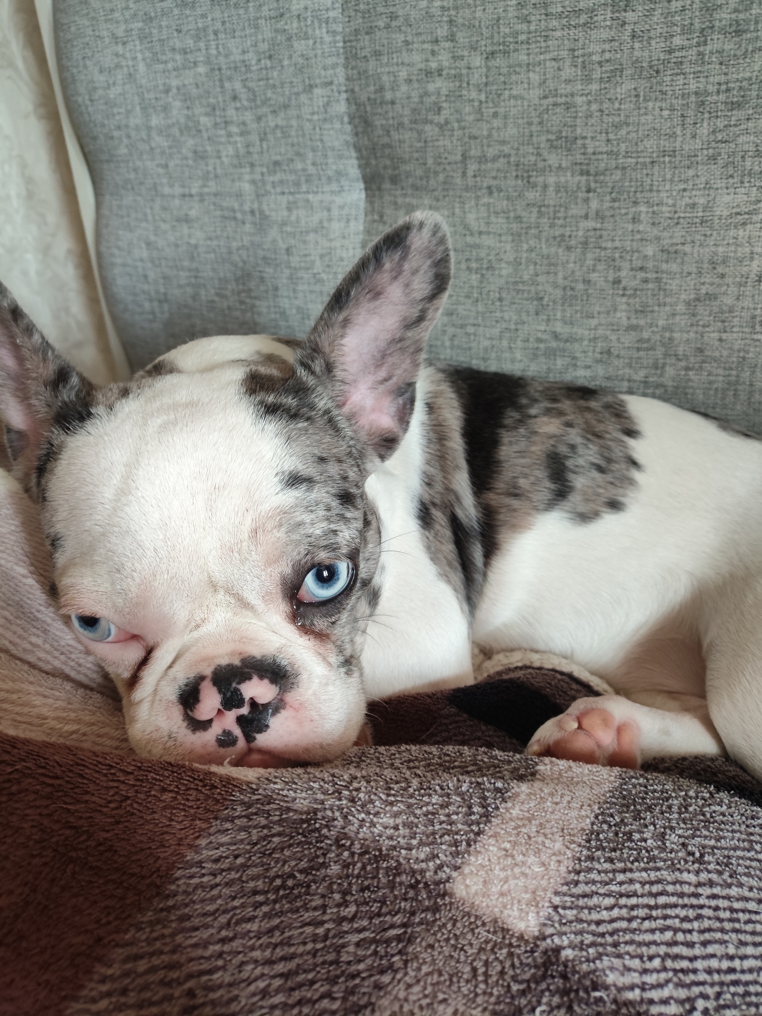 A merle French bulldog with striking blue eyes lies on a brown and cream patterned blanket. The dog's fur is predominantly white with patches of grey and black merle markings on its head and body. Its ears are large and upright. The dog's snout is black and spotted. The background consists of a grey textured surface, likely upholstery, with a sheer curtain visible on the left. The lighting is soft, suggesting an indoor setting.