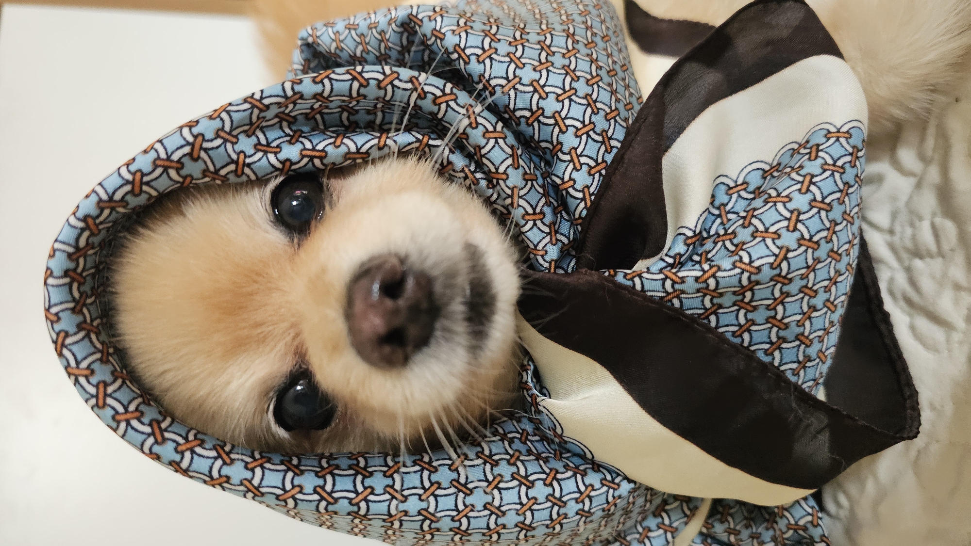 A Pomeranian dog is depicted from the chest up, wearing a blue and orange patterned scarf wrapped around its head like a headscarf and tied under its chin. The dog has light brown fur, dark eyes, and a dark nose. The scarf is silky and has a pattern of interlocking geometric shapes. The background is indistinct but appears to be a light-colored, possibly textured surface. There is no indication of the city of Baan Chaweng, Thailand, in this image.