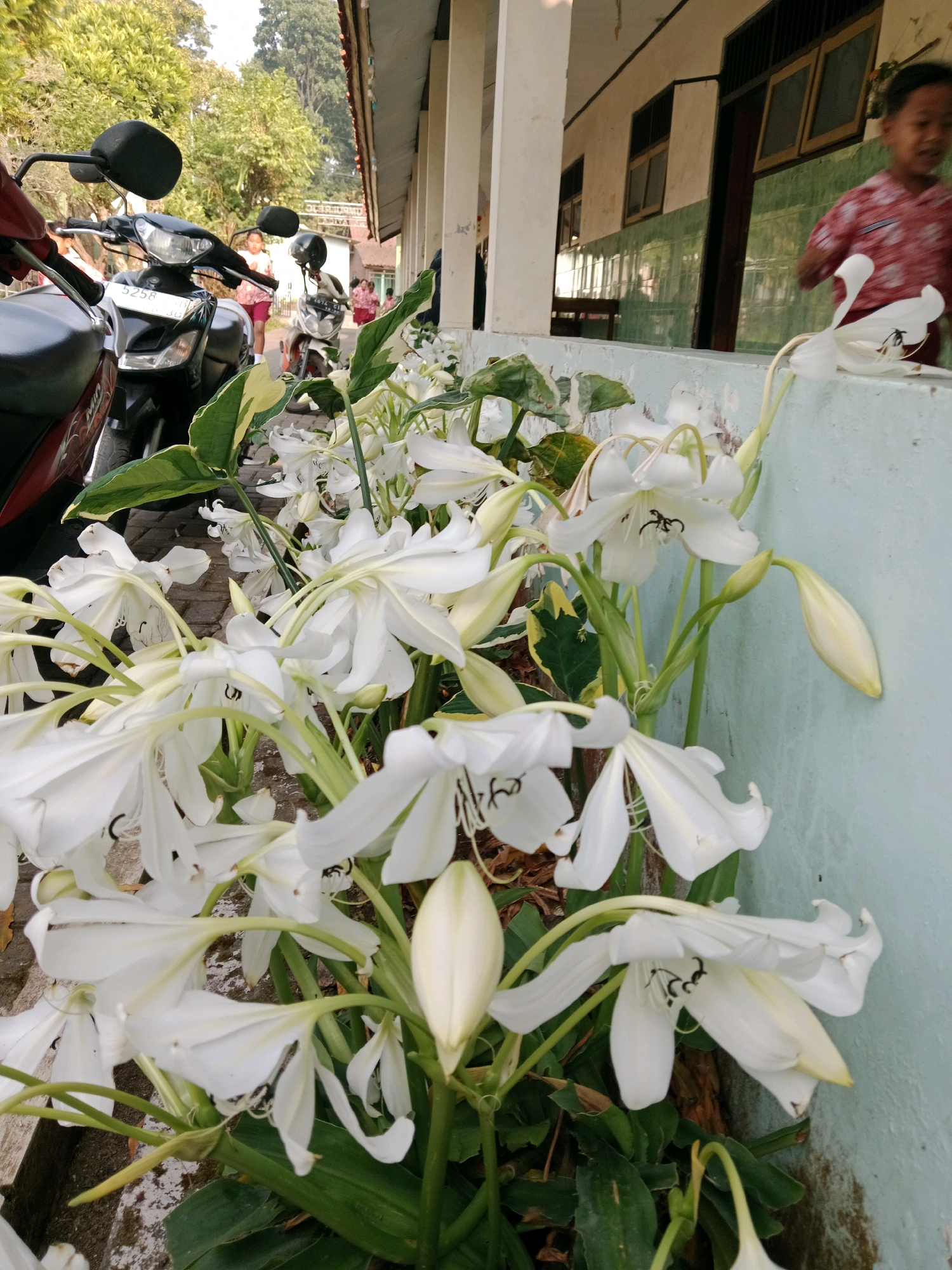 A ground-level, medium shot captures a cluster of white flowers with delicate petals and visible dark stamens in the foreground. The flowers are lush and bloom profusely, with some unopened buds visible. Behind the flowers, motorcycles are parked, partially obscuring a school building with a light-colored facade and green trim. A young boy in a red and white uniform is visible in the background, running alongside the building. The scene appears to be set on a paved area, with trees and foliage visible in the distance. The lighting suggests it is daytime, with a soft, natural light illuminating the scene. The overall impression is one of a schoolyard on a sunny day, with the natural beauty of the flowers contrasting with the man-made structures and vehicles. The location is identified as a school in Salatiga, Indonesia.