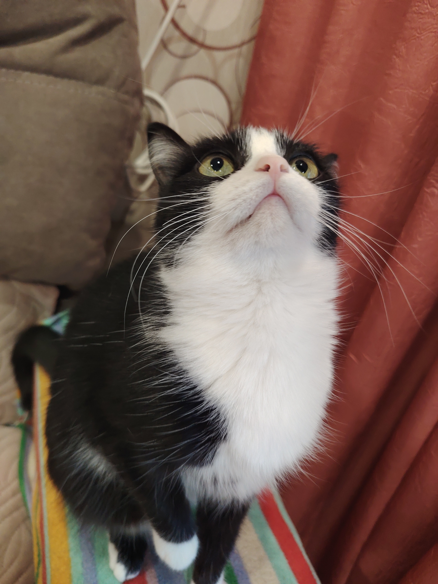 An indoor, medium shot shows a black and white cat with green eyes looking upwards from a striped surface. The cat's head and upper chest are white, with black markings on its head and back. The background includes a brown textured sofa on the left and a draped reddish-brown curtain on the right. The cat is positioned on a surface with horizontal stripes of yellow, green, red, and blue.