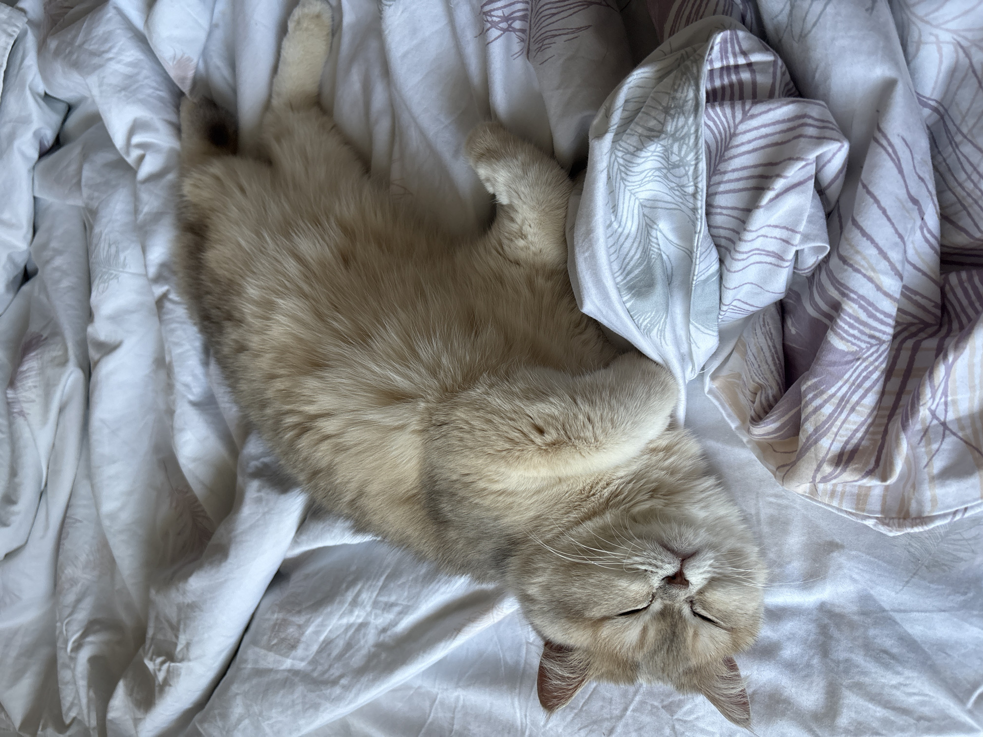 A light beige cat is sleeping on its back on a white bedsheet. Its eyes are closed, and its paws are crossed over its chest. A second patterned bedsheet is next to it. The photograph was taken indoors. There is no evidence to suggest this photograph was taken in Chaikovsky, Russia.