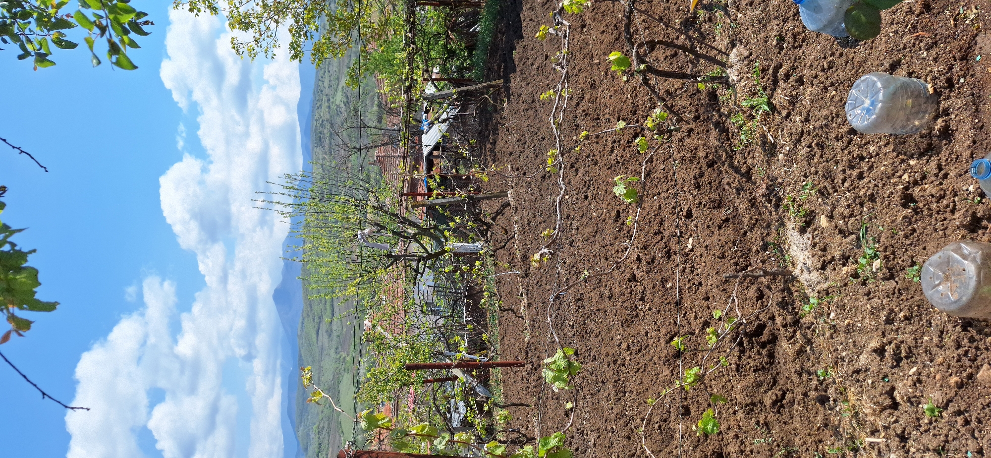 The scene is an agricultural area, likely a vineyard, located in or near Katuntsi, Bulgaria. Brown, freshly tilled soil occupies the lower right half of the frame, interspersed with young grapevine plants. Empty plastic water bottles are scattered across the soil surface. A series of wooden posts and wires support the grapevines. Behind the vineyard, there is a scattering of buildings, including a structure with a red tiled roof. Beyond the buildings, a tree with light green foliage stands out. In the background, rolling hills and a mountain range are visible under a blue sky dotted with white clouds. Green leafy branches are partially visible in the upper left and upper right corners of the frame.