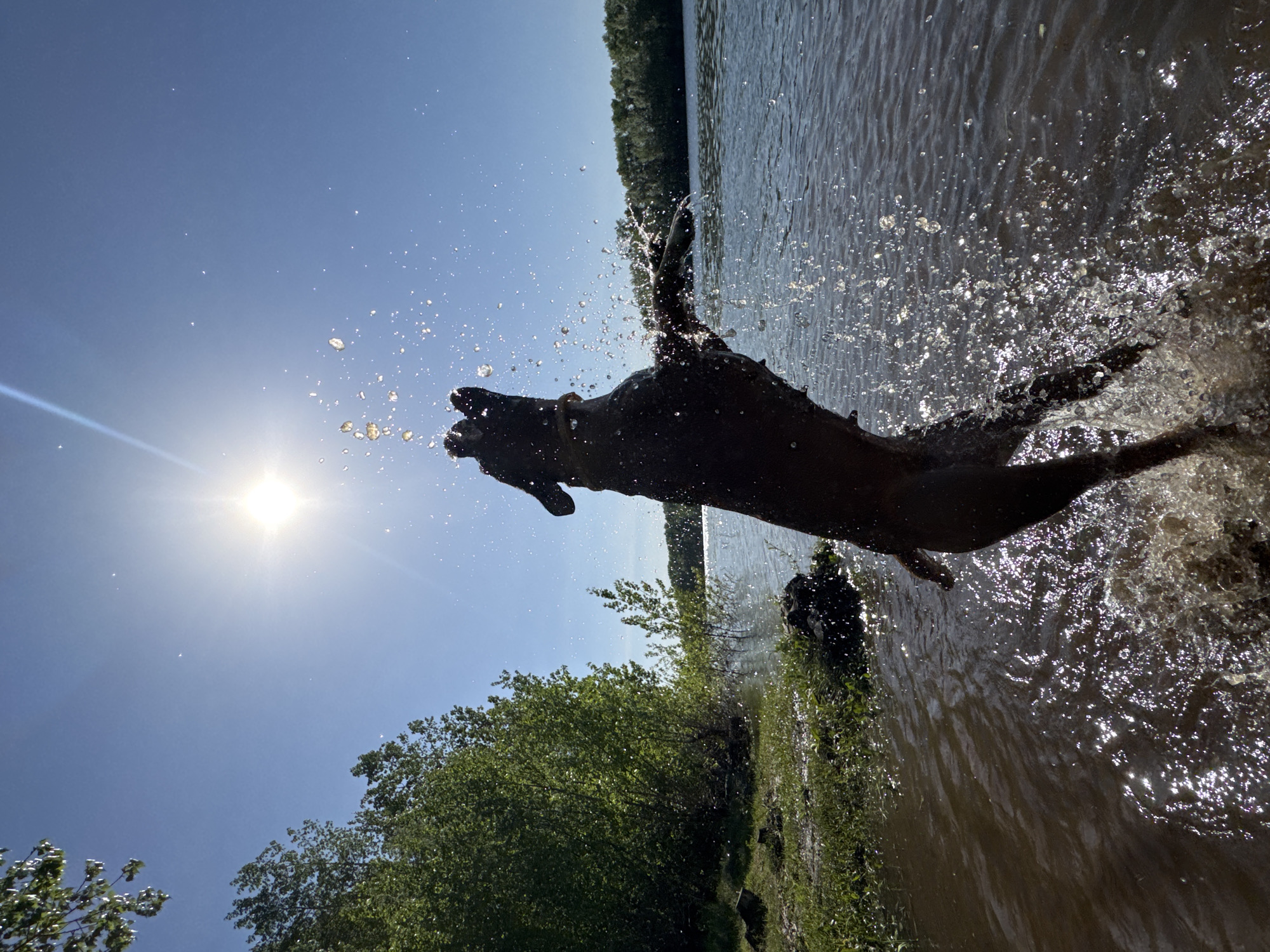 A dog is leaping from the water on a sunny day. The scene depicts a body of water bordered by green vegetation and trees. The dog is silhouetted against the bright sky and sun, with water droplets splashing around it. The location is likely near a body of water in a natural setting. It is not possible to ascertain the location in the city of Chaikovsky, Russia from the image.