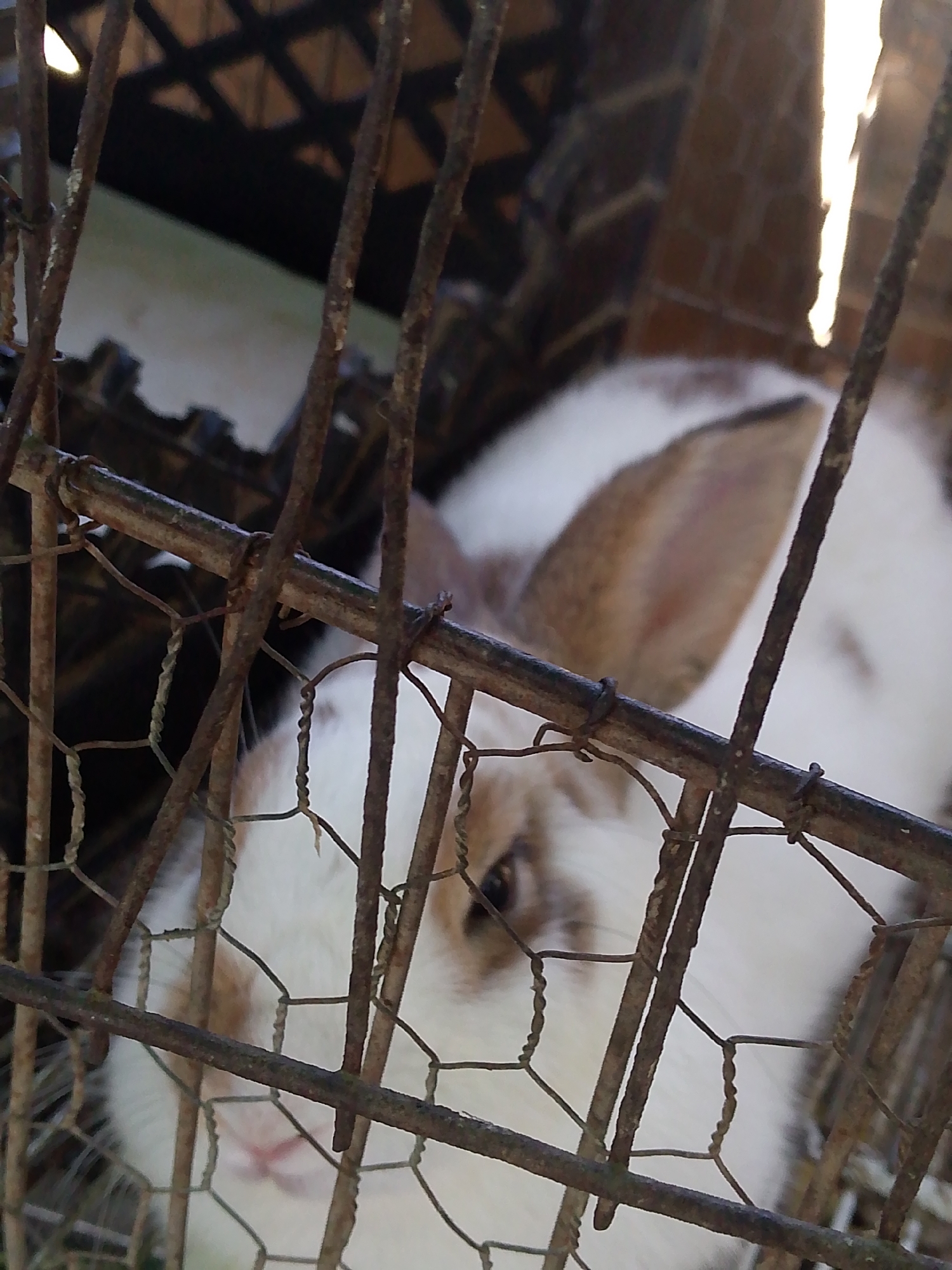 A white and brown rabbit is inside a rusty wire cage. The cage is composed of horizontal and vertical bars of metal. The rabbit's head is visible between the bars, showing its eye and nose. The background is out of focus, but a glimpse of brickwork and a dark structure can be seen. The location is unknown, though it has been specified to be Juan Griego, Venezuela. No people are visible in the image. The interaction is that the rabbit is enclosed in a cage.