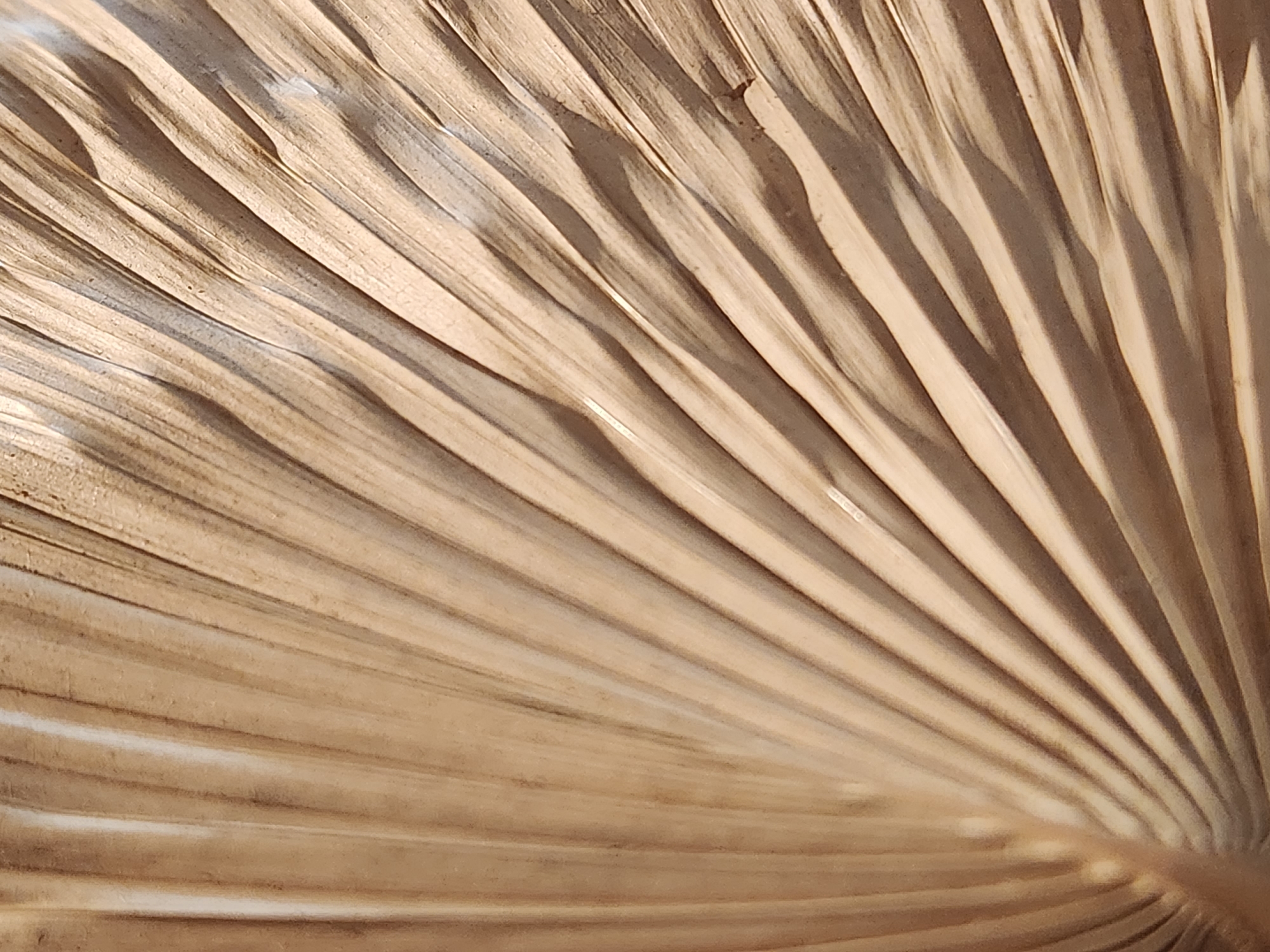 The image is a close-up, abstract shot of a dried palm frond, showcasing its intricate texture and natural lines. The frond is light brown and beige, with prominent parallel veins creating a fan-like pattern. Shadows are cast by the raised sections of the frond, adding depth and dimension to the surface. The lighting highlights the dry, fibrous nature of the material. The image does not depict any specific location in Maitland, United States of America, nor does it contain any people, objects, actions, or interactions. It is solely focused on the detail of the plant material.