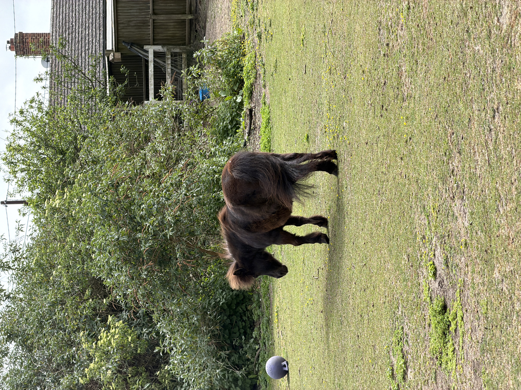 A miniature horse grazes in a grassy area with sparse yellow flowers. A large, round, gray weight with handle sits on the grass near the bottom left corner of the image. In the background, there is dense green foliage and a building with a weathered gray shingled roof and brick chimney. A wooden fence is partially visible behind the foliage. The photo was taken during the day and the location is in Folkestone and Hythe District, United Kingdom.