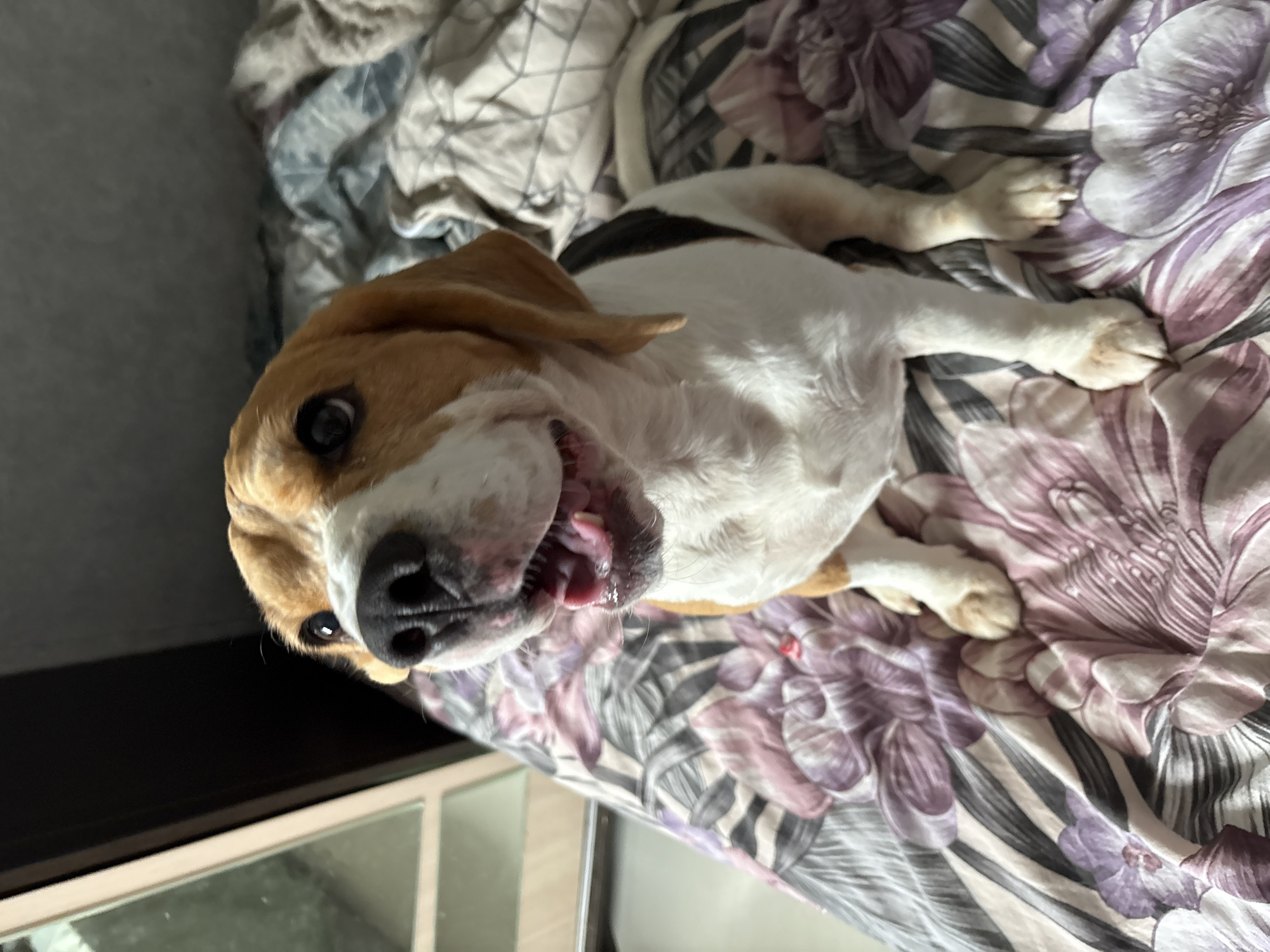 A medium shot captures a beagle dog sitting on a bed with floral patterned sheets. The dog is facing the camera with its mouth open, appearing to pant or smile. Its fur is white with brown and black markings. The bed appears to be in a bedroom, with a closet or wardrobe visible to the left of the frame. The lighting suggests it is daytime. There are no discernible landmarks or specific features that would indicate the location within Марковский, Russia.