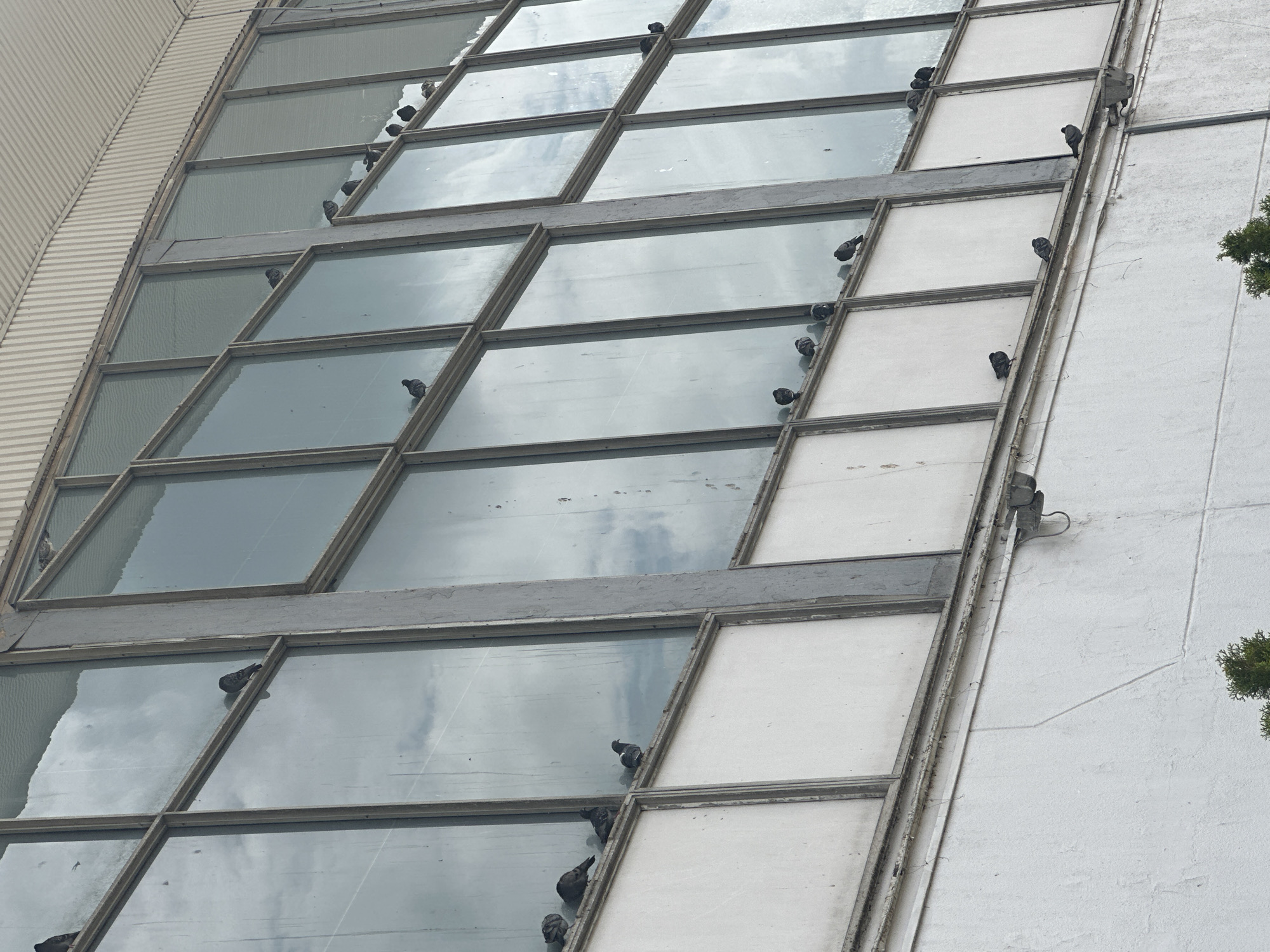 An angled, medium shot captures the exterior of a multi-story building, likely in Minsk, Belarus, characterized by a grid of large rectangular windows. The upper left portion of the image shows a ribbed, light-colored facade section, while the right side features a textured, white wall.
The prominent subjects are numerous pigeons, scattered across the window frames and ledges. They are dark in color and appear to be resting or observing their surroundings. The windows themselves are a mix: some are highly reflective, showing a cloudy sky, while others appear opaque or frosted white, possibly indicating closed blinds or a different type of panel. The reflections suggest an overcast or partly cloudy daytime scene.
The window frames are weathered, showing signs of age and possible deterioration, with visible dirt and discoloration. On the far right, part of the white wall includes what appears to be an old exterior fixture or conduit. A hint of green foliage from a tree or bush is visible at the very edge of the frame on the right. No visible text is present in the image.