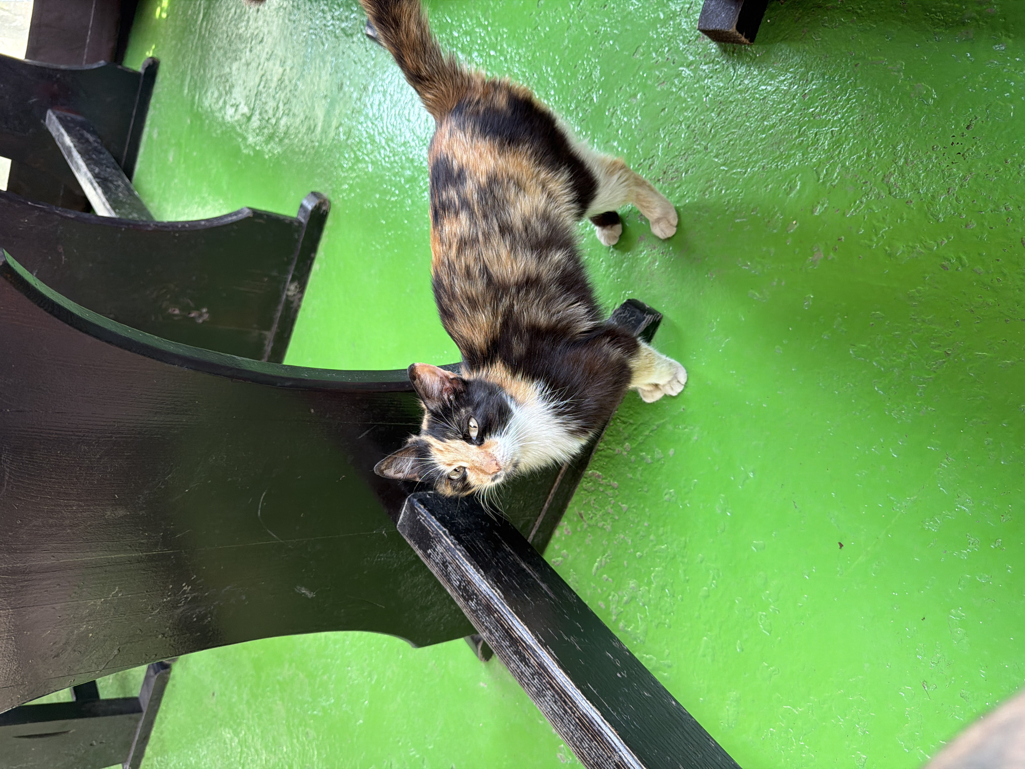 An image captured in Isperih, Bulgaria, depicts a calico cat standing on a vivid lime-green floor. The cat, exhibiting a mottled coat of black, orange-brown, and white patches, faces the camera directly. Its face is distinctly marked, with one side predominantly black and the other orange-white. The cat's front paws are white, and its tail, visible to the right, is similarly patterned.

To the left and behind the cat are sections of dark, possibly black-painted, heavy wooden furniture, appearing to be legs and support structures of tables or benches. These wooden elements show signs of wear, including scratches and scuff marks, revealing a lighter undertone in some areas. The green floor surface exhibits variations in texture and reflectivity, suggesting it may be painted concrete or a similar material, with minor irregularities and a subtle sheen. No other individuals or animals are present in the frame.