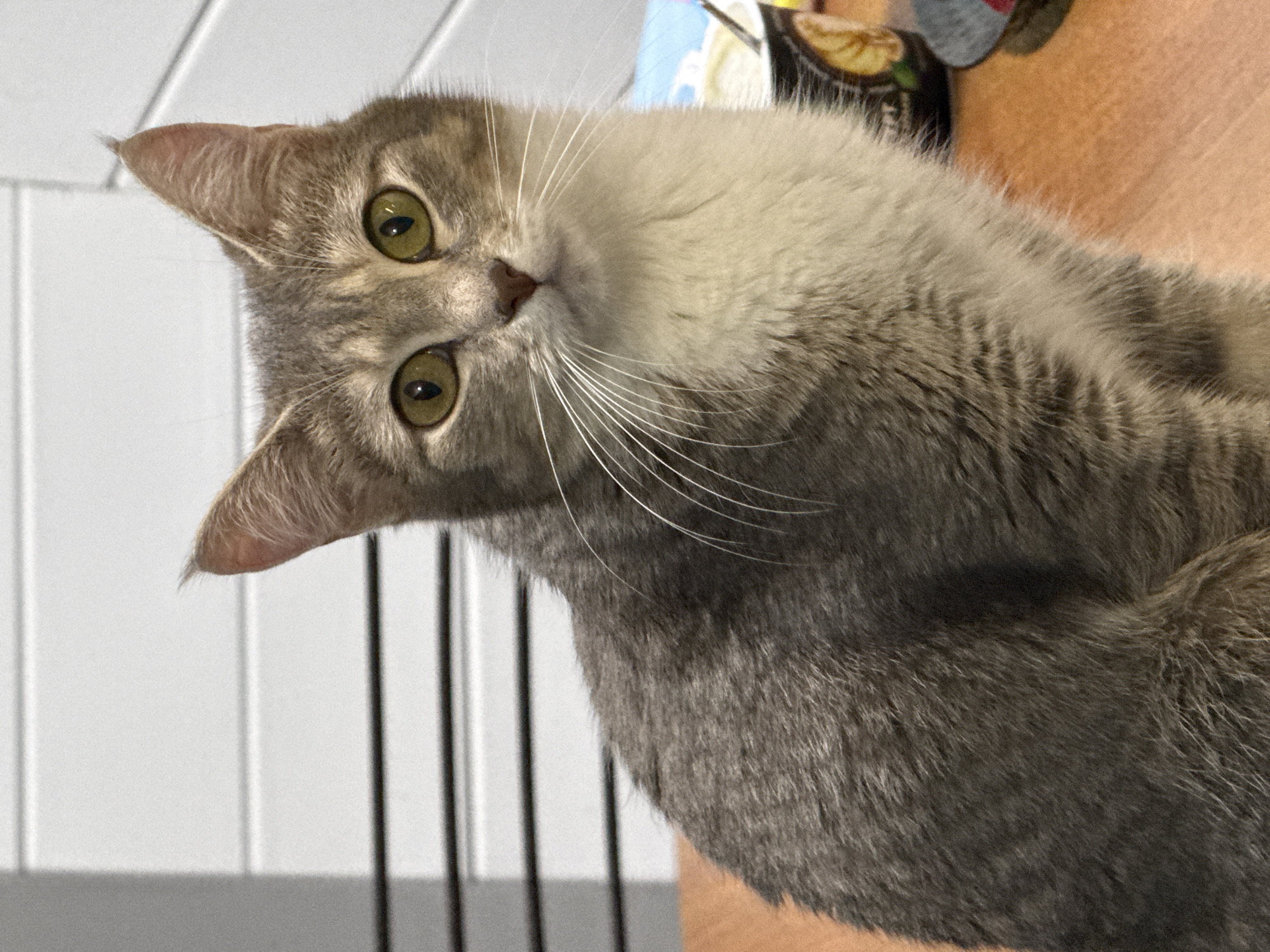 A medium shot shows a domestic shorthair cat sitting on a wooden table. The cat is facing forward and looking directly at the camera with wide, yellow-green eyes. Its fur is a mix of grey and white tabby markings, with a lighter white chest and belly. The cat's ears are pointed upwards, and its whiskers are long and white. Behind the cat, a white wall with horizontal slats is visible, suggesting an indoor setting. To the right of the cat, a cup with a lid and a spoon is placed on the table, along with a dark-colored bowl. The lighting is soft, and the overall impression is of a calm and curious animal. The location is not specified in the image or associated metadata.