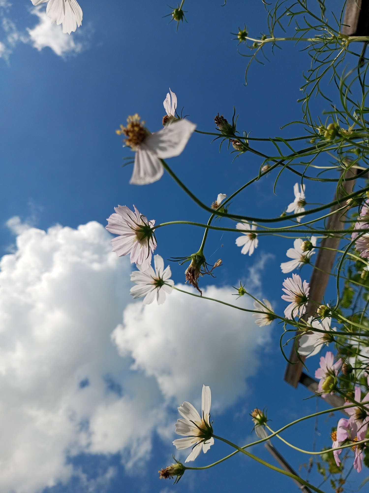 In an outdoor scene, multiple white and light pink cosmos flowers are in bloom against a vibrant blue sky with scattered white clouds. The camera is angled upwards, capturing the flowers from below. Some of the flowers are in full bloom, while others are buds or have withered parts. The stems and thin, feathery leaves of the cosmos plants are visible, intertwined and reaching upwards. A wooden structure, possibly a fence or support, is partially visible in the upper right portion of the image. The image appears to have been taken during daylight hours, with the sun illuminating the flowers and clouds. The location is identified as Zavyalovo, Russia. There are no people or animals present in the frame.