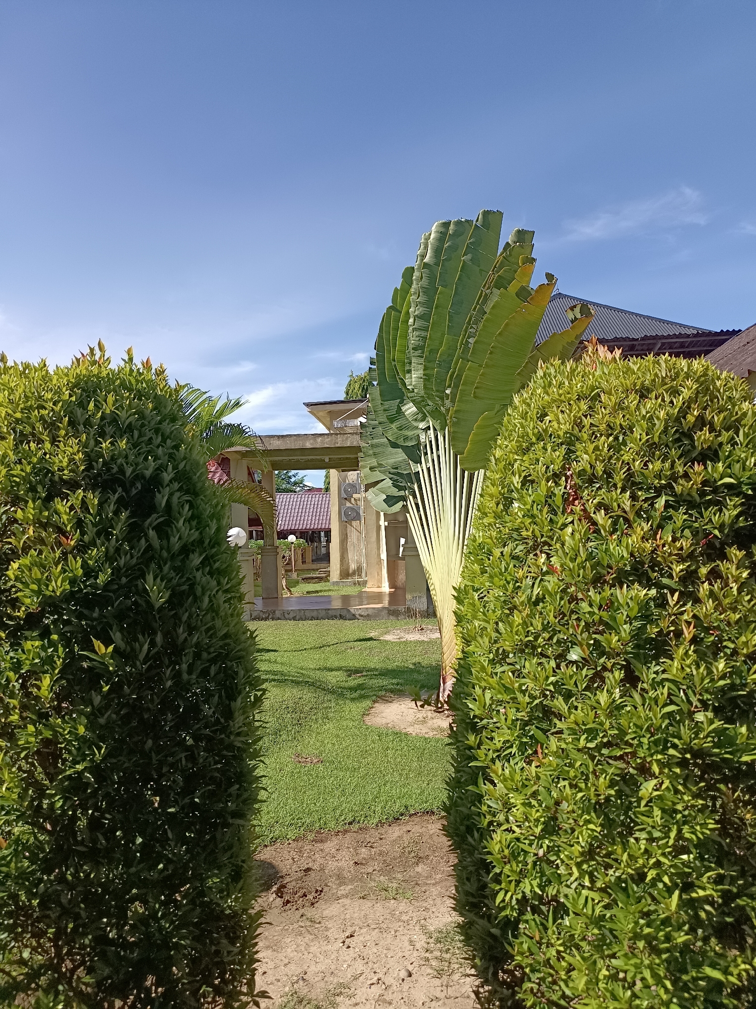 In Mesjid Reuntoh, Indonesia, a photograph captures a scene bathed in sunlight. The foreground is dominated by two large, manicured green bushes, one on each side, framing a path of sand and dirt. Beyond the path, a lush green lawn stretches towards a building with a beige facade and a dark, sloped roof. A tall, fan-shaped plant with large, green leaves stands prominently to the right of the path, partially obscuring the building. The building features an open, colonnaded walkway with visible air conditioning units mounted on the wall. In the background, hints of other structures with tiled roofs are visible. The sky above is a clear, vibrant blue with a few wispy white clouds. No people are present in the frame.
