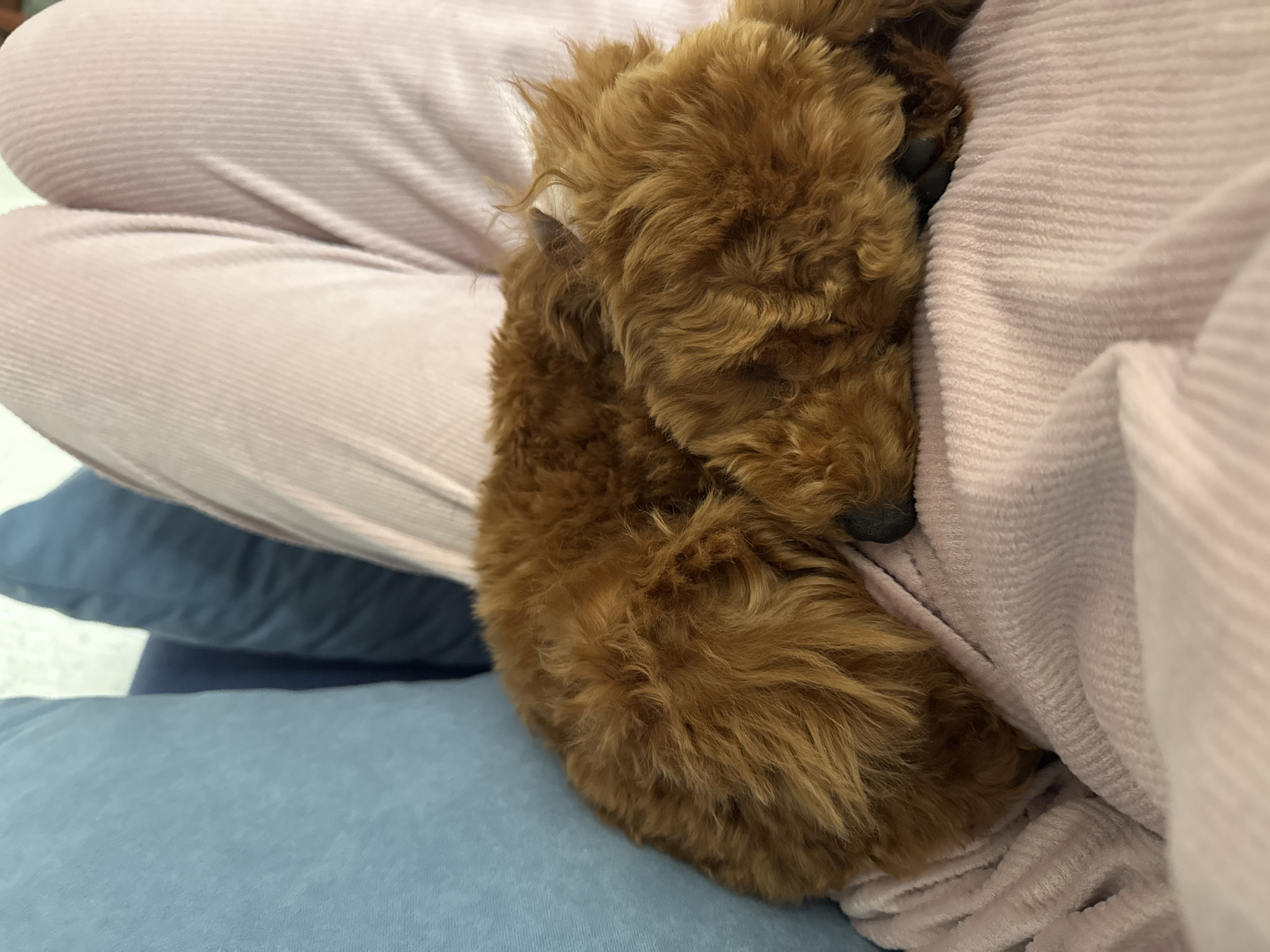A small, brown, curly-haired dog is curled up on a person's lap. The person is wearing light pink corduroy pants. The dog's head is nestled into the fabric of the pants, and its body is curled in a circle. The person's lap is resting on two blue pillows. The location of Sutomore, Montenegro, is not evident in the image.