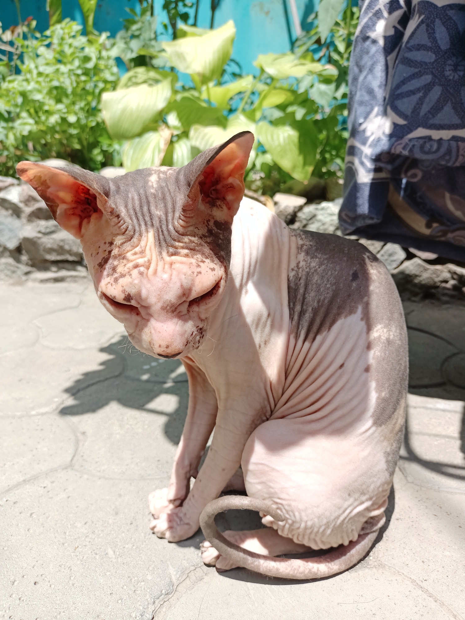 The image shows a sphynx cat sitting on a paved surface outdoors. The cat is light-skinned with dark markings on its back and ears. It has large ears and wrinkled skin. In the background, there are green plants and a blue wall. A patterned blue cloth is draped on the right side of the image. The ground is made of concrete slabs with visible cracks. Sunlight is casting shadows on the ground, indicating it is daytime. The scene appears to be in a residential outdoor area, possibly a yard or patio. There is no information in the image to indicate a specific location in the city of Almaty, Kazakhstan.