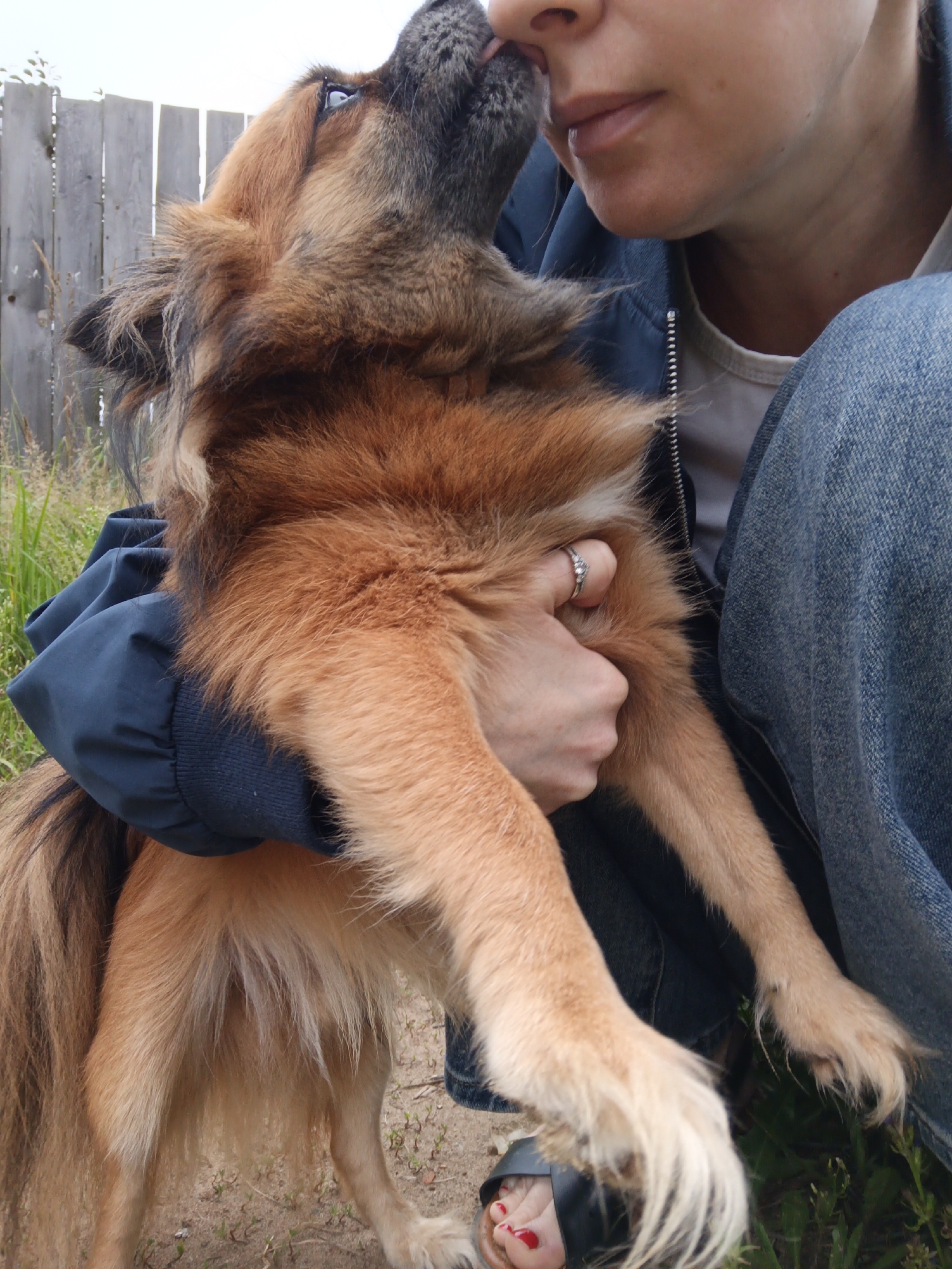 The image shows a person in blue jeans and a dark blue jacket holding a dog. The dog is brown and tan, with its head tilted up towards the person's face. The person's hand is on the dog's back, and they are wearing a ring on their finger. The background shows a wooden fence and some greenery. The scene appears to be outdoors. The image does not provide enough information to determine the specific location in Chaikovsky, Russia.