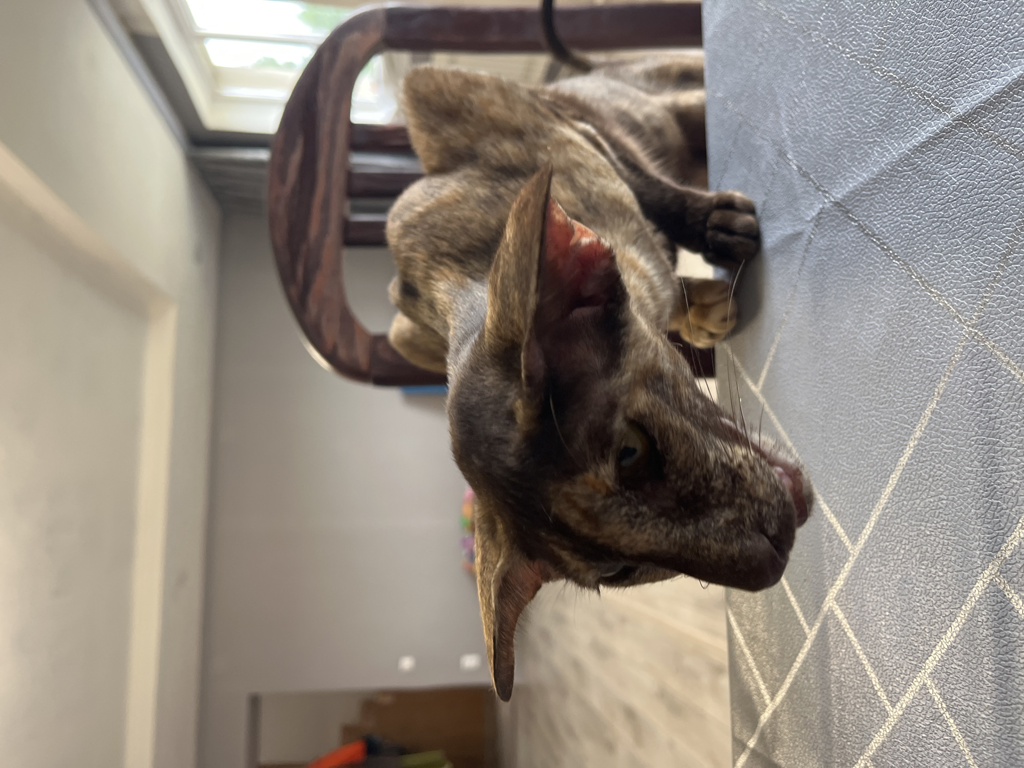 The media file is an image of a brindle cat lying on a chair in a room. The cat is mostly obscured, but its head and paws are visible. The cat's fur is a mix of brown and black stripes, and its eyes are green. The chair appears to be made of wood and has a dark finish. The background of the image is blurred, but it appears to be a room with a window and a skylight. The lighting suggests it is daytime. The location is Chaikovsky, Russia. There is no visible text in the image.