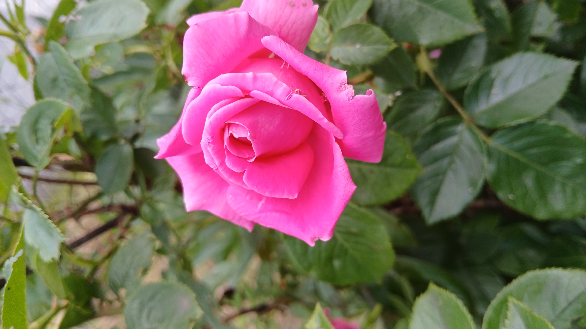 A close-up, eye-level, vertical shot showcases a vibrant pink rose in full bloom, dominating the foreground. The rose's petals are unfurling, revealing a delicate spiral in its center. Tiny water droplets glisten on some of the petals, suggesting recent rain or dew. The rose is surrounded by a backdrop of lush, green rose leaves, some of which are slightly out of focus, creating a soft bokeh effect. The foliage appears healthy, with visible veins on the leaves and a slightly serrated edge. A few thorny stems are subtly visible amongst the leaves, hinting at the structure of the rose bush. The lighting is natural and diffused, casting soft shadows and highlighting the rich pink hue of the rose. There is no discernible indication of human presence or specific landmarks that would pinpoint a location within the city of Dnipro, Ukraine. The scene is purely botanical, focusing on the natural beauty of the flower and its surrounding greenery.