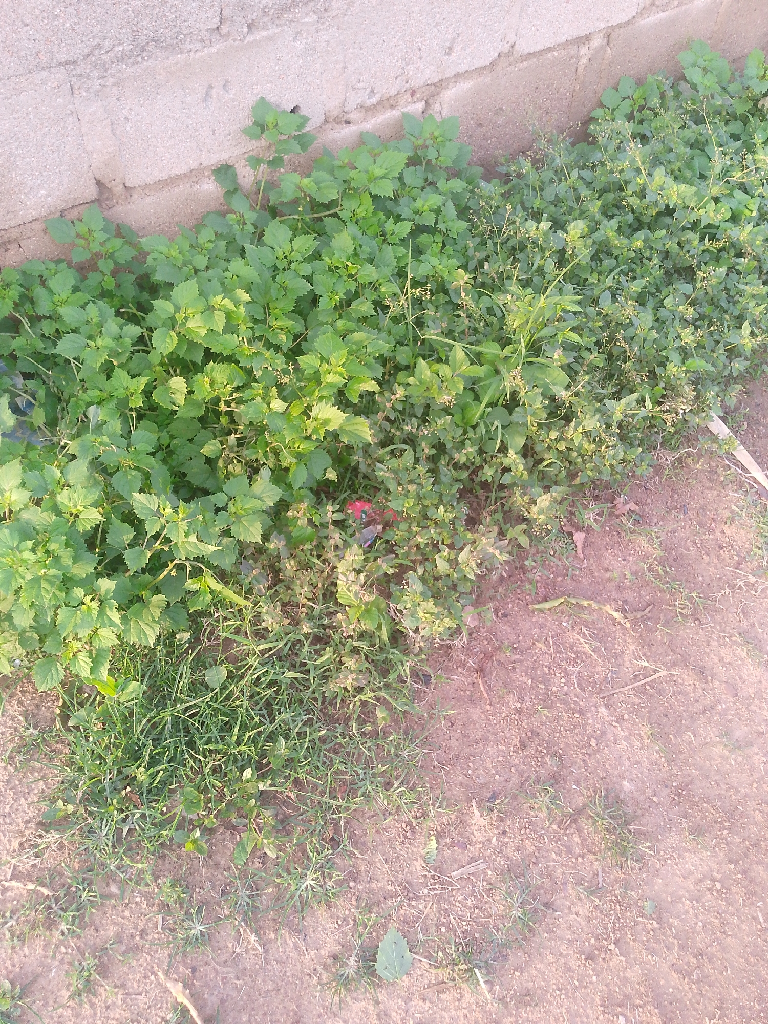 The image shows a close-up, overhead view of a patch of green plants growing near a light-colored brick wall. The plants are lush and varied, with some appearing as dense bushes and others as smaller, more scattered foliage. Interspersed with the green are patches of dry, reddish-brown soil and some sparse blades of grass. A single small red flower is visible amongst the greenery, and a few dry, brown leaves are scattered on the ground. The scene appears to be outdoors, with natural lighting. There are no people or discernible actions taking place. The environment suggests an urban or semi-urban setting, possibly a garden or the edge of a building.