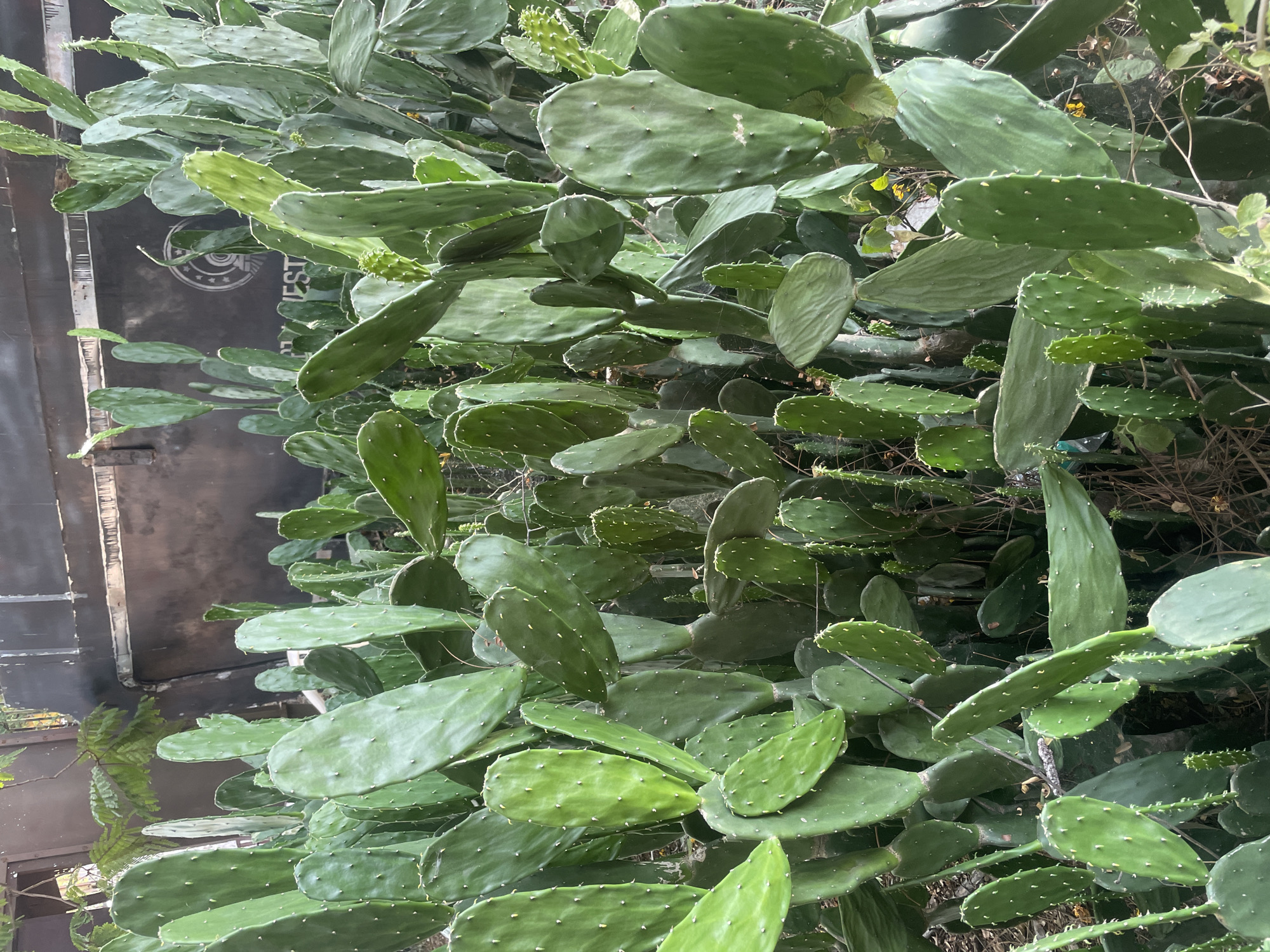 A dense cluster of Opuntia cacti, commonly known as prickly pear, fills the frame, exhibiting numerous green pads of varying sizes and shapes. Small areoles with glochids are visible on the surface of the pads. The cacti are growing in an urban environment, likely Anajpur, India, although this cannot be conclusively determined from the image alone. In the background, part of a dark-colored wall with an indistinct logo can be seen, suggesting the proximity of a building or structure. A few green leafy plants are also visible, adding to the density of the vegetation. No people or animals are present in the frame. The photograph appears to have been taken during the day, with natural lighting illuminating the scene.