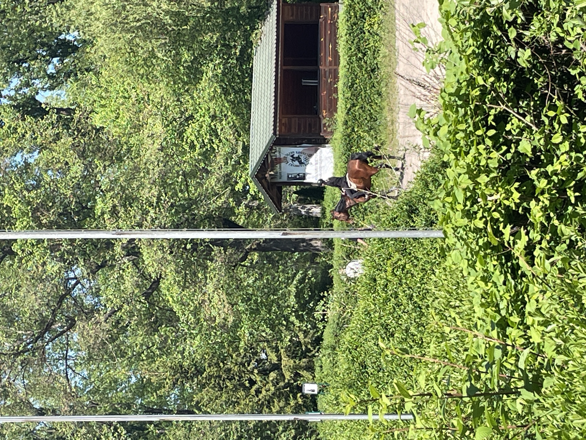 The image shows an outdoor scene featuring a person riding a horse near a small wooden building. The horse is dark-colored and the rider is wearing a light-colored shirt. The building has a sign with a logo on it. The area is surrounded by lush greenery, including trees and bushes. Overhead, two metal poles are visible.