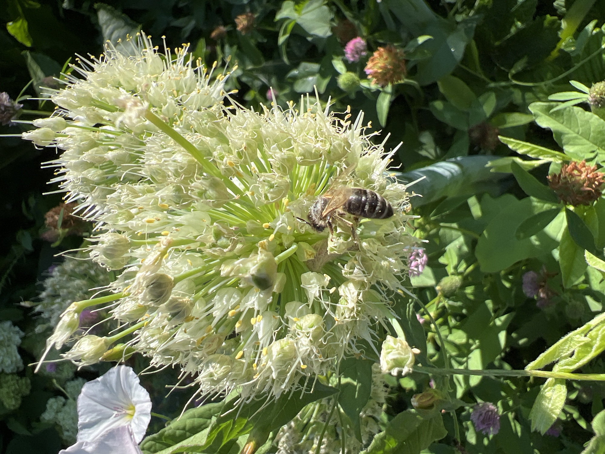 In Mochische, Russia, a bee with black and brown stripes is perched on a large, spherical white flower with thin, wispy petals and yellow stamens. The flower is surrounded by green foliage, and in the background, there are smaller pink and reddish-brown flowers and dark green leaves. The scene is illuminated by sunlight.