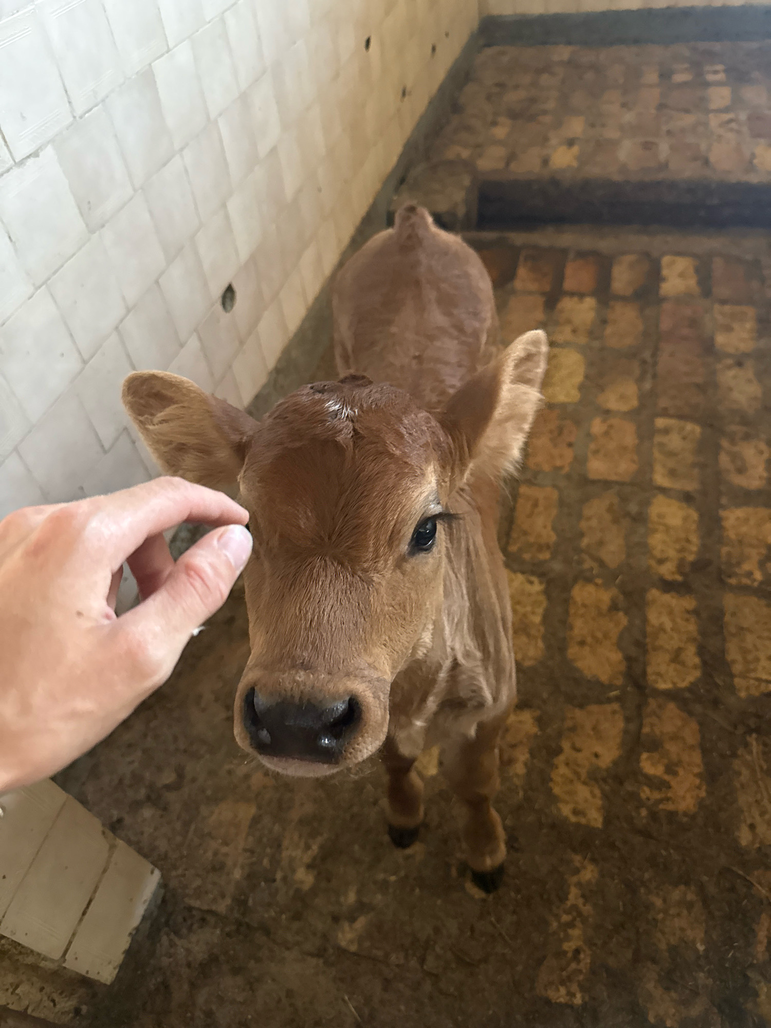 A person's hand is visible in the bottom left of the image, reaching towards a young calf. The calf, a light brown color, is standing in a barn with a tiled wall behind it. The floor of the barn appears to be made of stone or concrete with some straw or hay scattered on it. The calf is facing the camera, with its head tilted slightly. The location is identified as Topolovgrad, Bulgaria.