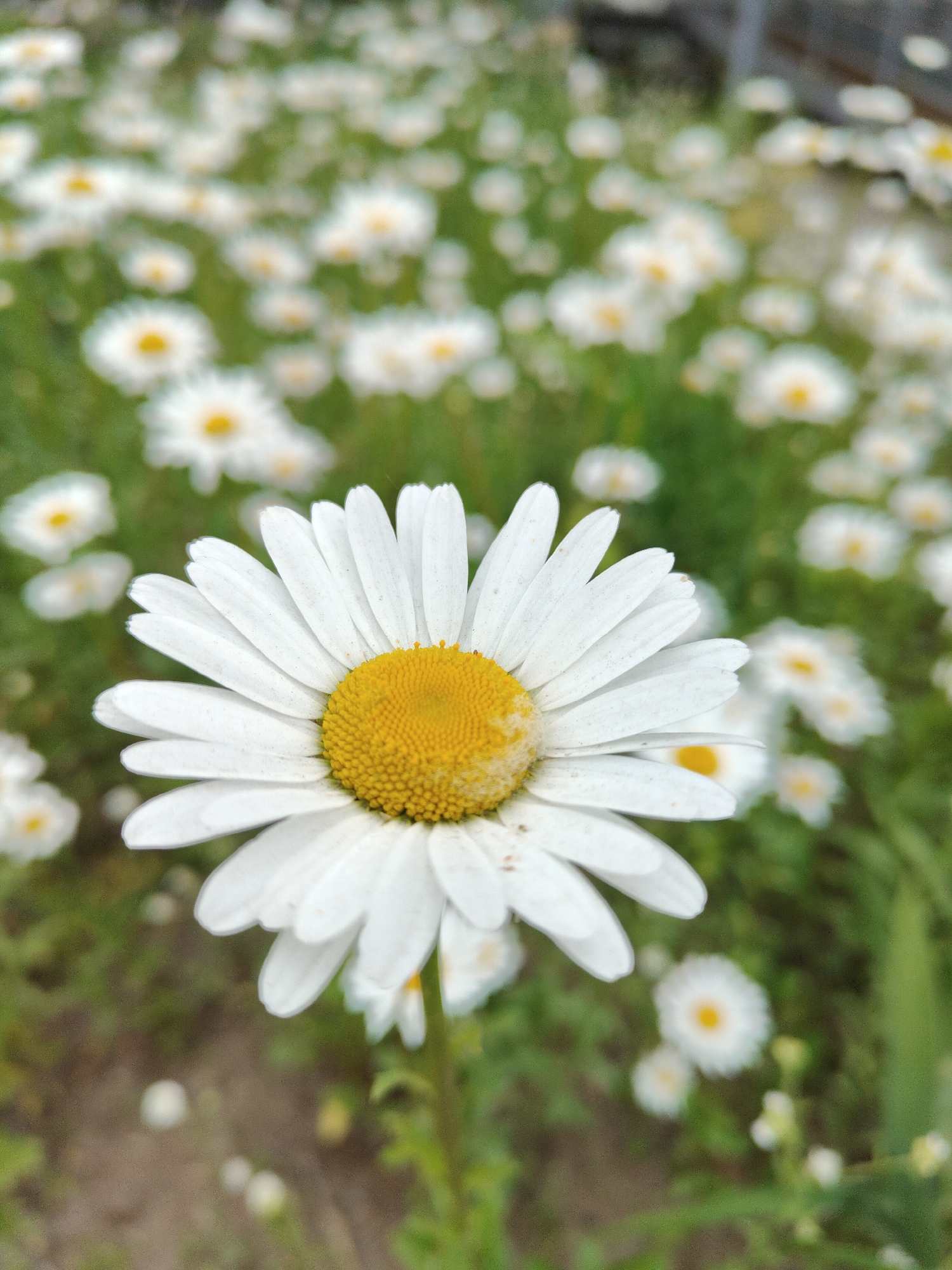 A close-up, eye-level, medium shot captures a single, fully bloomed daisy in sharp focus, dominating the foreground. Its white petals are arranged in a circular pattern around a bright yellow center. Behind the main subject, a field of daisies stretches into the background, creating a soft, blurred tapestry of white and green. The daisies in the background are out of focus, their forms suggested by indistinct white circles with yellow centers, interspersed with green foliage. The overall scene conveys a natural, outdoor setting, possibly a meadow or garden. The lighting appears to be natural daylight. No people or animals are present in the image. The ground beneath the daisies is visible in the lower portion of the frame, appearing as dry soil with a few scattered white specks, possibly small pebbles or unbloomed buds. The image is an outdoor photograph of a daisy field.