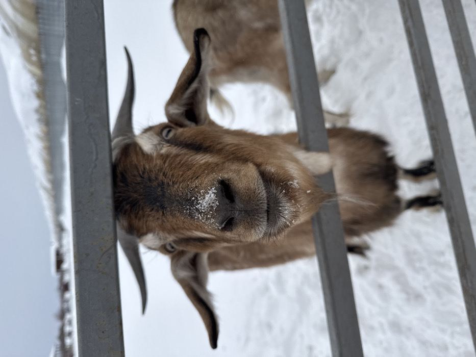 An outdoor image captured in Zaosinovo, Russia, prominently displays a brown and white goat, centered and looking directly forward. The goat's head is positioned between two horizontal grey metal fence bars, with its snout and chin visibly dusted with snowflakes. It has short, curved horns and a white patch of fur forming a beard-like feature on its chin. To the right and slightly behind, a second, lighter brown goat is partially visible. The entire ground is covered uniformly in snow, extending into a blurred, snow-covered landscape in the background under an overcast sky. Additional sections of the grey metal fence are visible extending into the distance.