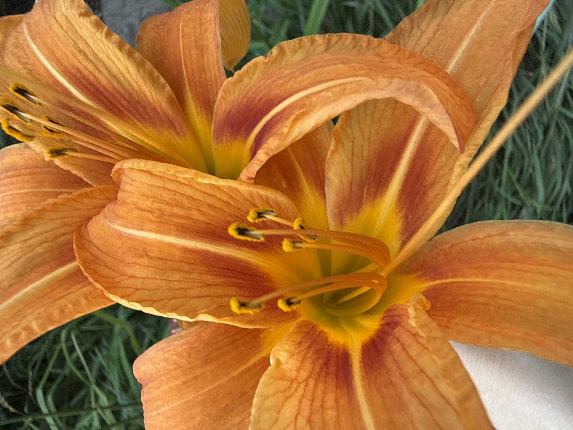 The image is a close-up, eye-level shot of two bright orange tiger lilies with yellow and red accents on their petals. The lilies are in bloom, with their stamens and pistils visible. The background is out of focus, showing green grass and a hint of a dark gray surface, possibly pavement. A white object, likely a hand, is partially visible at the bottom left, holding or supporting one of the flowers. The lighting is natural and appears to be from overhead, creating highlights and shadows on the petals. The scene is set outdoors, likely in a garden or park. No specific location in Chaikovsky, Russia is identifiable from the image itself.