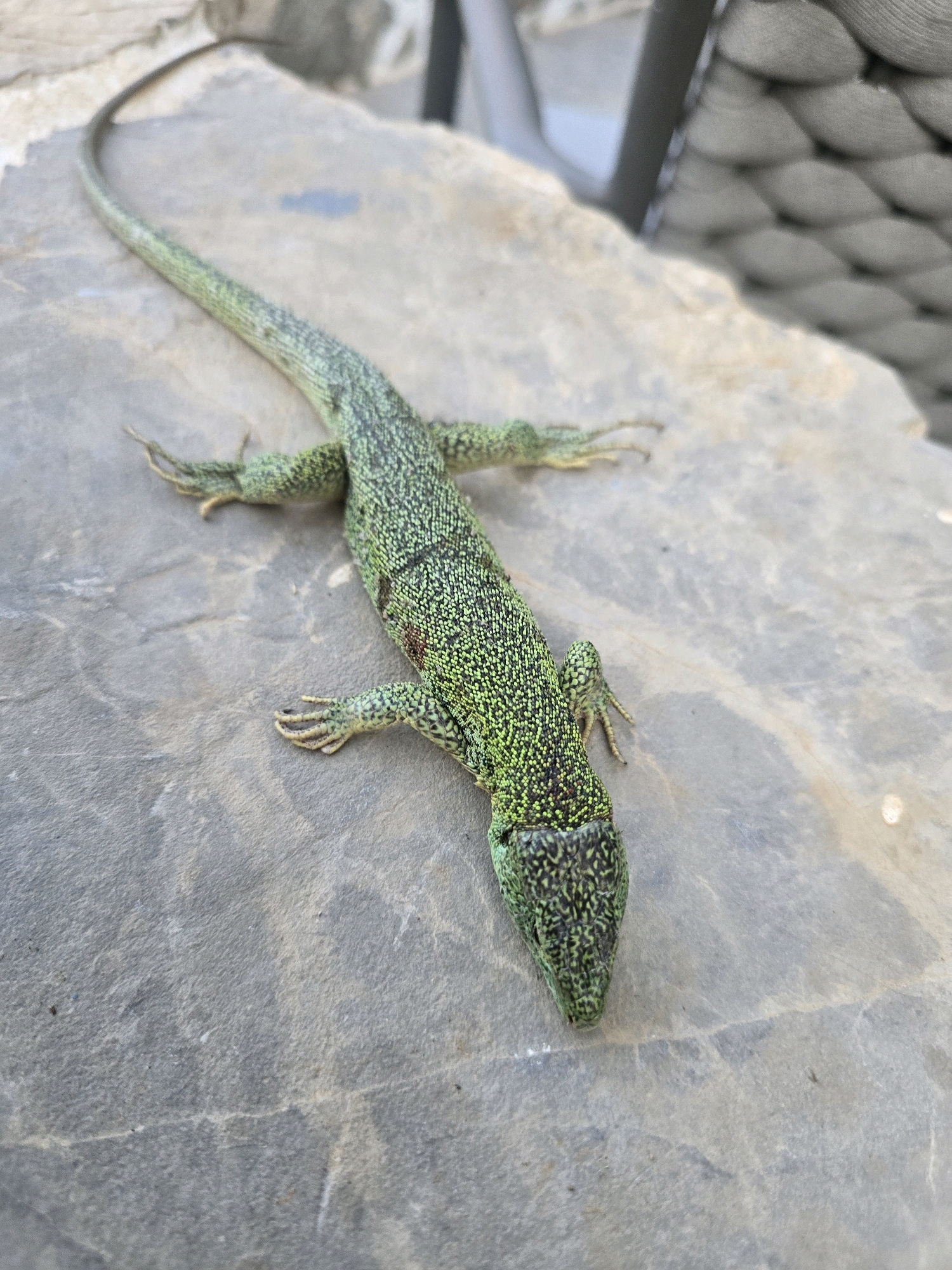 An extreme high-angle, close-up, full shot shows a bright green lizard with black speckles on a dull gray, textured rock. The lizard is positioned diagonally, with its head in the lower right and its tail extending towards the upper left corner. Its body is long and slender, with four visible limbs splayed outwards. The rock surface is uneven with visible lines and imperfections. In the background, out of focus, a braided rope texture is visible.