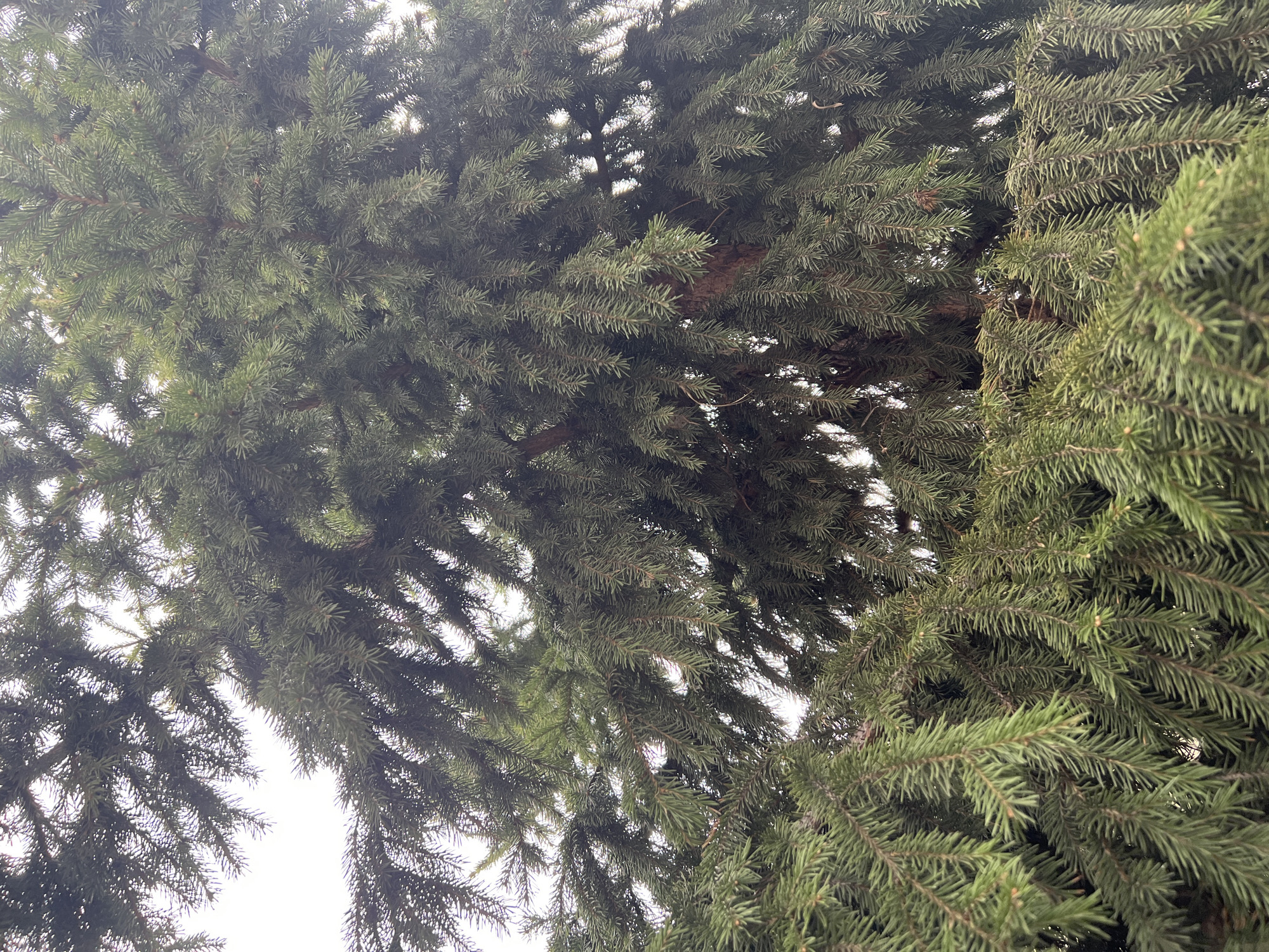 The image shows a close-up view of the foliage of a coniferous tree, likely a spruce or fir. The needles are dense and green, with some branches extending towards the viewer. The sky is visible through the gaps in the branches. Based on the prompt, this image would be located somewhere in the city of Dzerzhinsk, Russia.