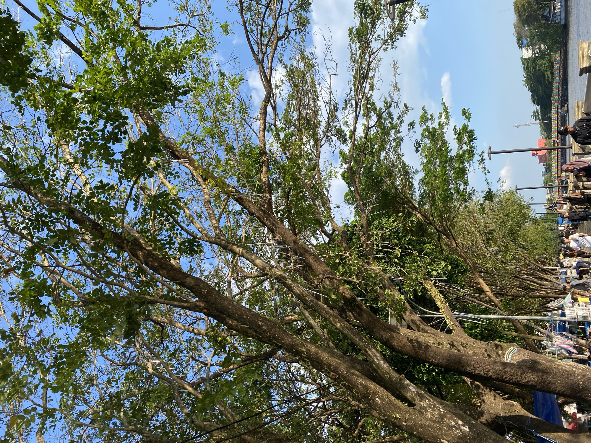 In Banjarmasin, Indonesia, a sunlit scene unfolds along a wide, tree-lined promenade adjacent to a river. Large, mature trees with dense green foliage arch over the walkway, their branches extending towards a clear blue sky dotted with fluffy white clouds. The trunks of these trees are thick and textured, some exhibiting moss or climbing vines. Beneath the trees, a bustling pathway is visible, featuring street vendors with colorful tarps displaying merchandise. People, appearing to be shoppers and pedestrians, stroll along the promenade, some interacting with vendors. Streetlights are positioned along the walkway, suggesting a public space designed for both day and evening use. In the background, across the river, buildings and vegetation can be observed, with a vibrantly colored bridge spanning the water, adding a festive element to the urban landscape. The overall atmosphere is one of lively outdoor activity under a bright, pleasant sky.