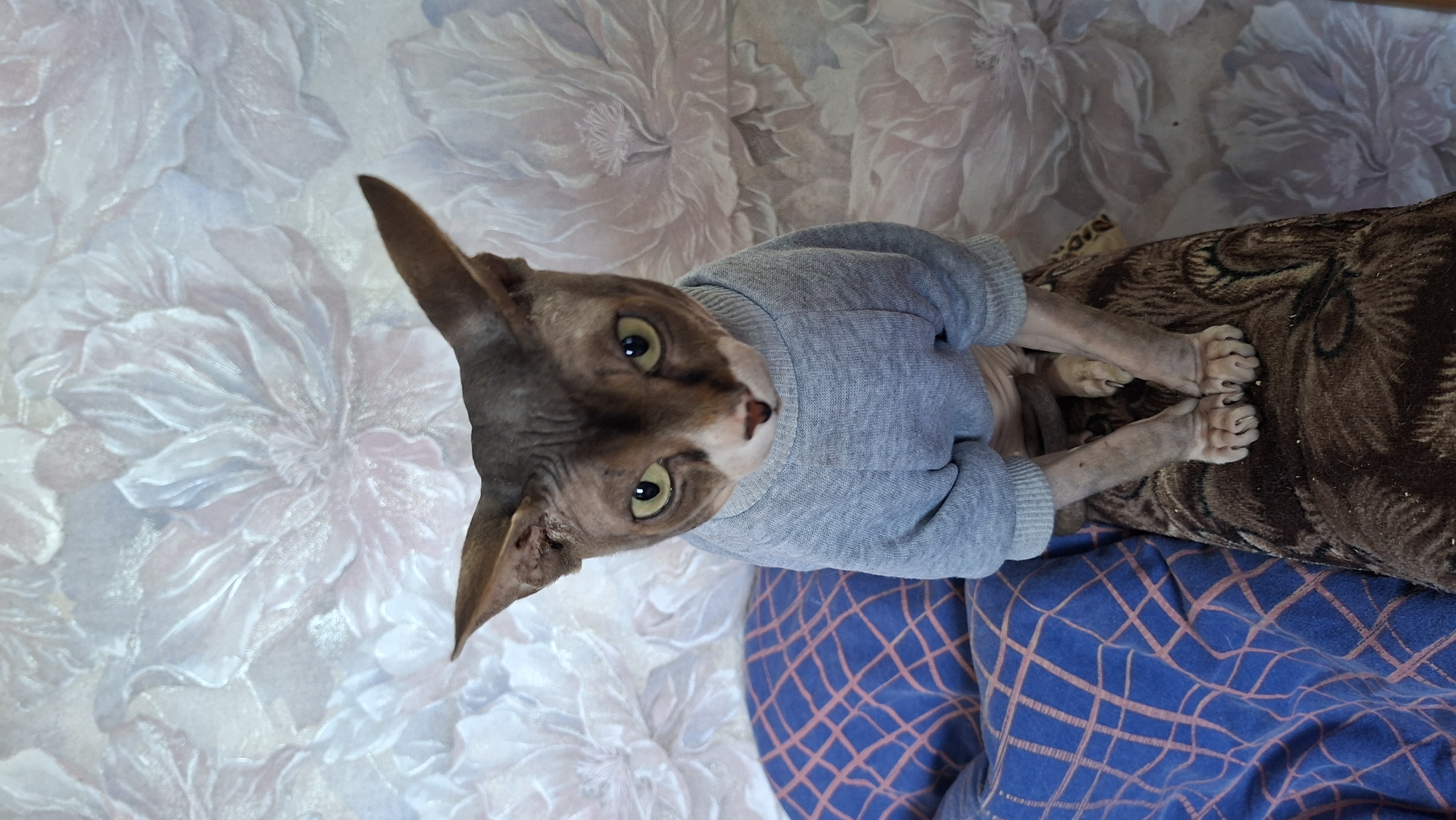 A Sphynx cat wearing a gray sweater is lying on what appears to be a bed or couch. The background consists of floral-patterned wallpaper and a blue blanket with a grid pattern. The cat has its paws resting on a brown patterned cushion. This appears to be a domesticated setting. Location is not discernible from the image content.