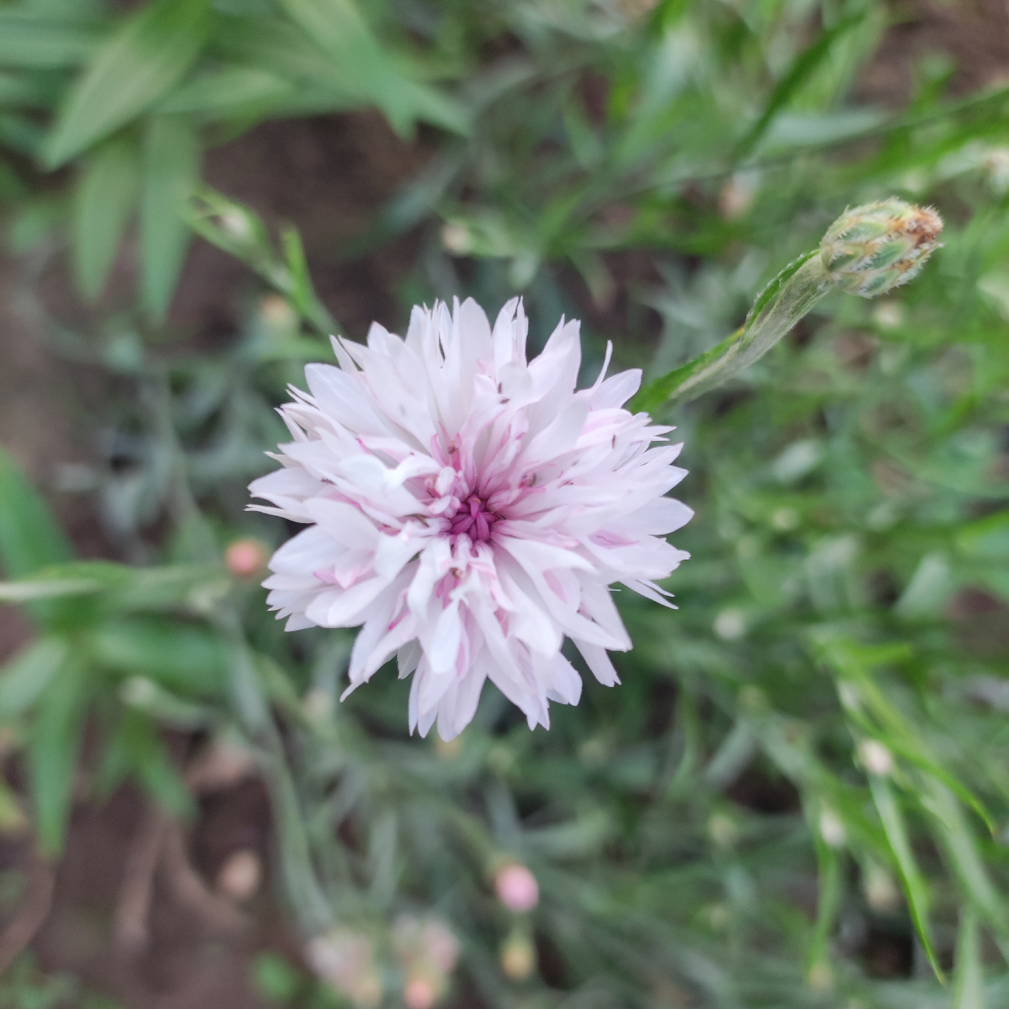 A close-up, top-down shot focuses on a white and pink cornflower bloom, its petals fanning outwards from a deep pink center. A single, fuzzy green bud with brown tips is visible to the right of the flower, attached to a thin stem. The background is a blur of green foliage and dark soil. The scene is likely outdoors in Navoloki, Russia, given the mention of the city. There are no people or discernible actions, just a still image of a flower in its natural environment.