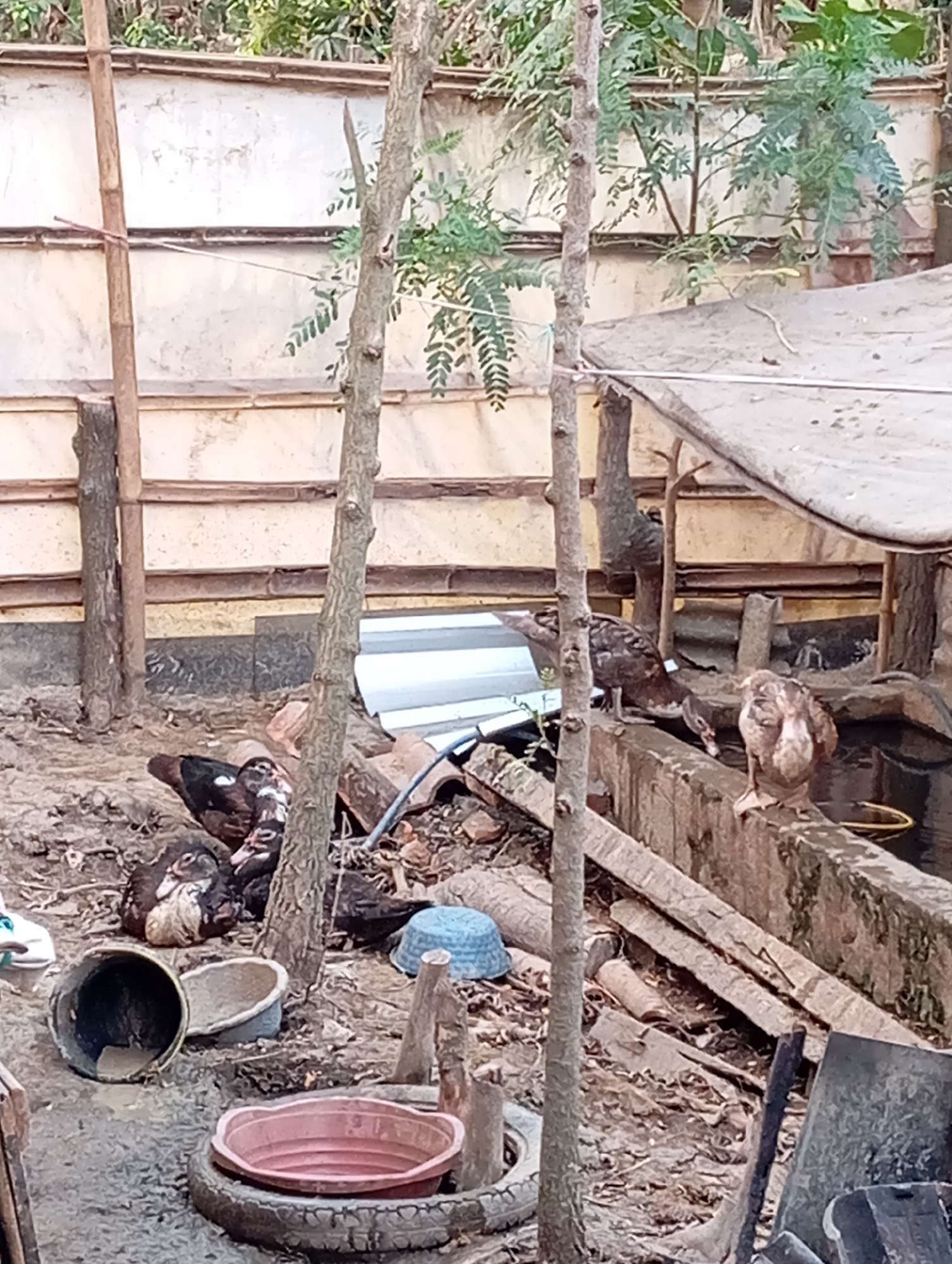A group of domestic ducks are present in an outdoor enclosure. The enclosure is characterized by a rough concrete structure along one side, which appears to be a water trough or pond. Several trees, some with exposed roots, grow within the enclosure, and there is debris on the ground, including wood, metal sheeting, and discarded containers. One duck is drinking from the water source. In the foreground, there are various objects scattered about, such as buckets, a tire with a red basin on top, and other unidentifiable items. The background consists of a textured wall and vegetation. The scene depicts a rural or semi-rural setting.