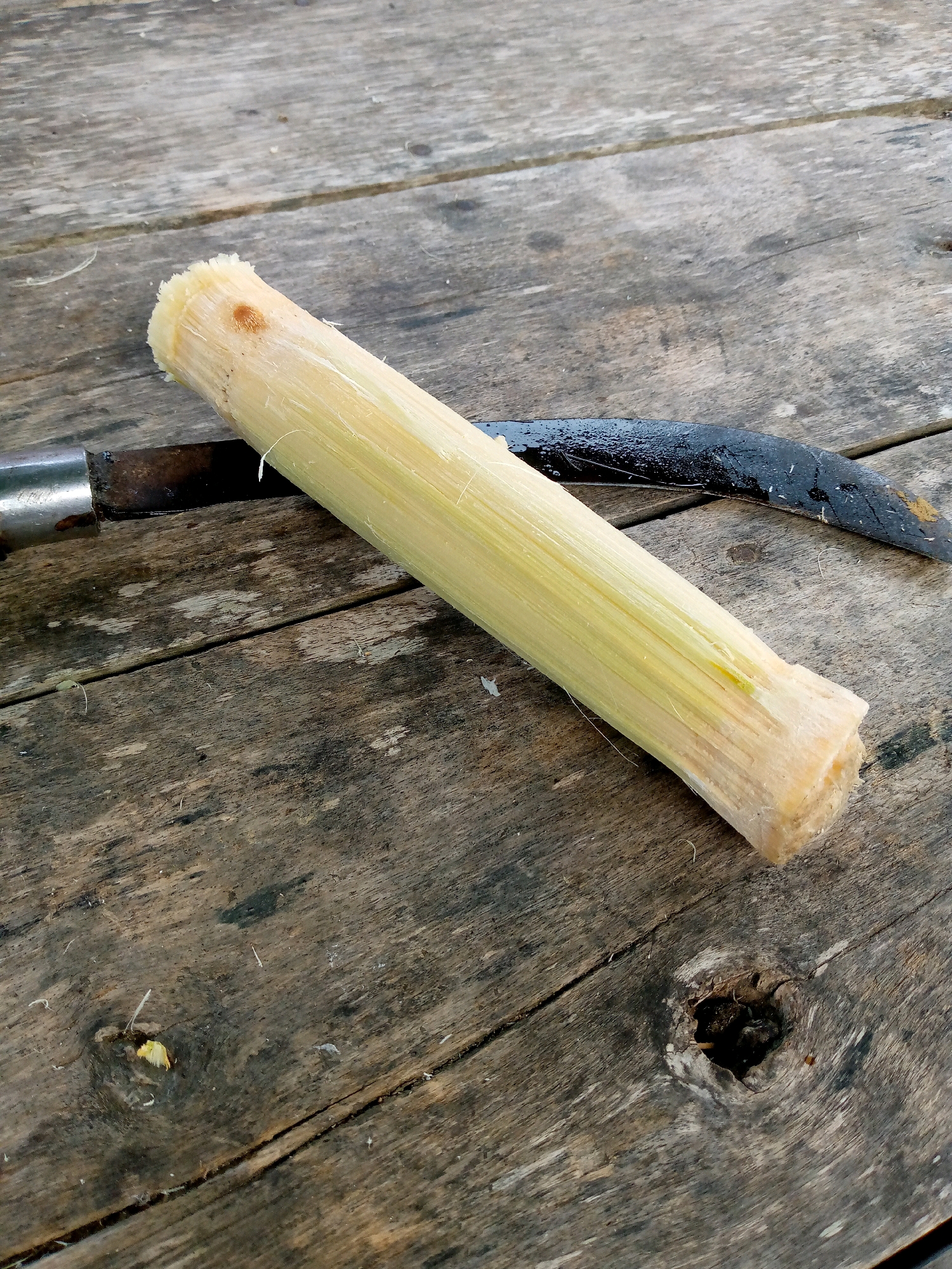 A close-up, overhead shot captures a segment of sugarcane resting diagonally on a weathered wooden surface. The sugarcane is pale yellow with visible fibrous texture. To the left of the sugarcane, a portion of a dark, curved tool with a metallic handle is visible. The wooden surface is characterized by its rough grain, cracks, and a knotty area with dark soil and debris. The lighting suggests an outdoor, possibly rustic, setting. No people or other discernible elements are present in the frame. The location is unknown.