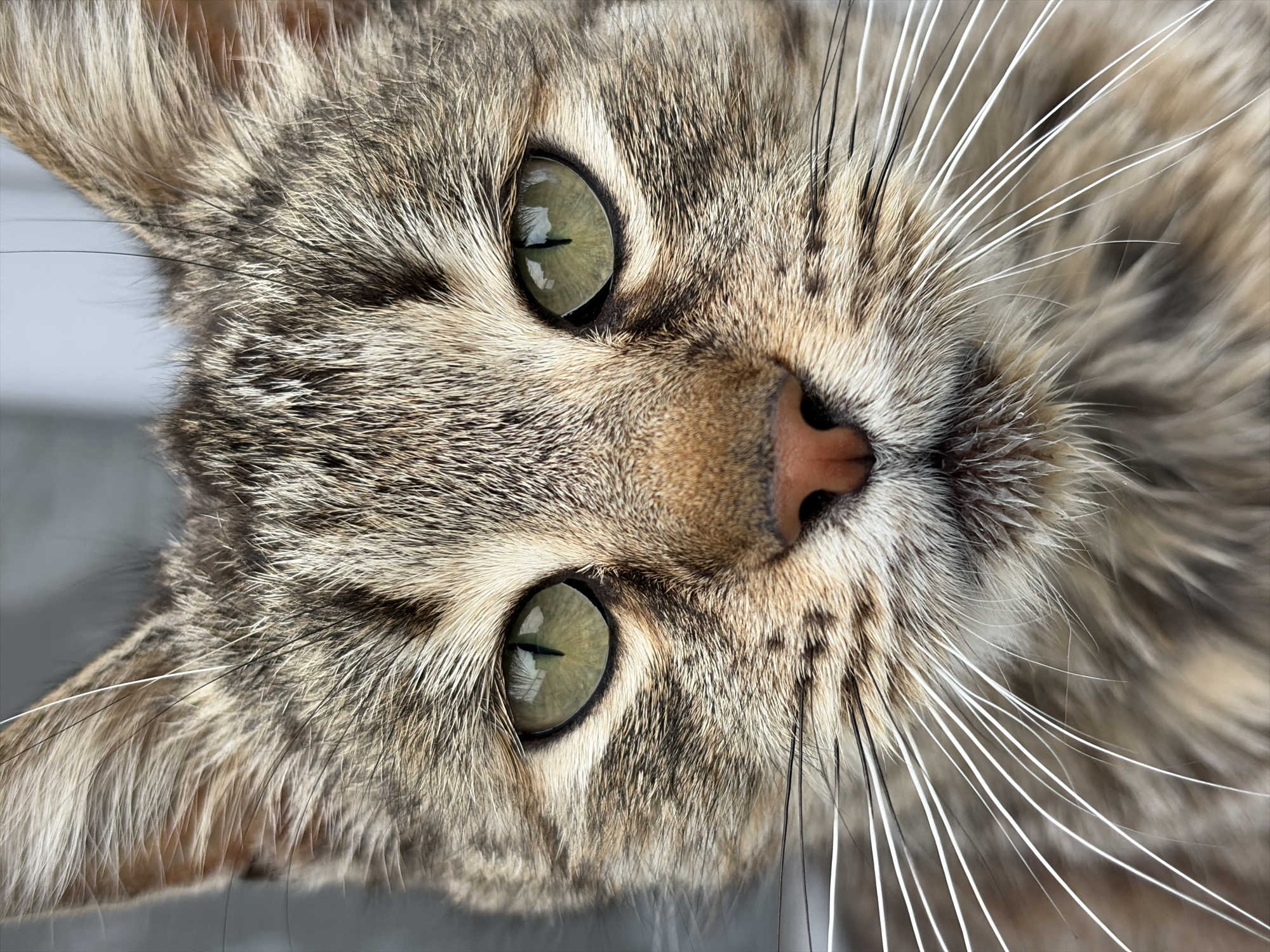 A close-up, high-angle shot of a cat's face dominates the image. The cat has tabby fur, green eyes, and a pink nose. Long, white whiskers extend outward from its snout. The background is out of focus and consists of gray and white tones. The location is unknown.