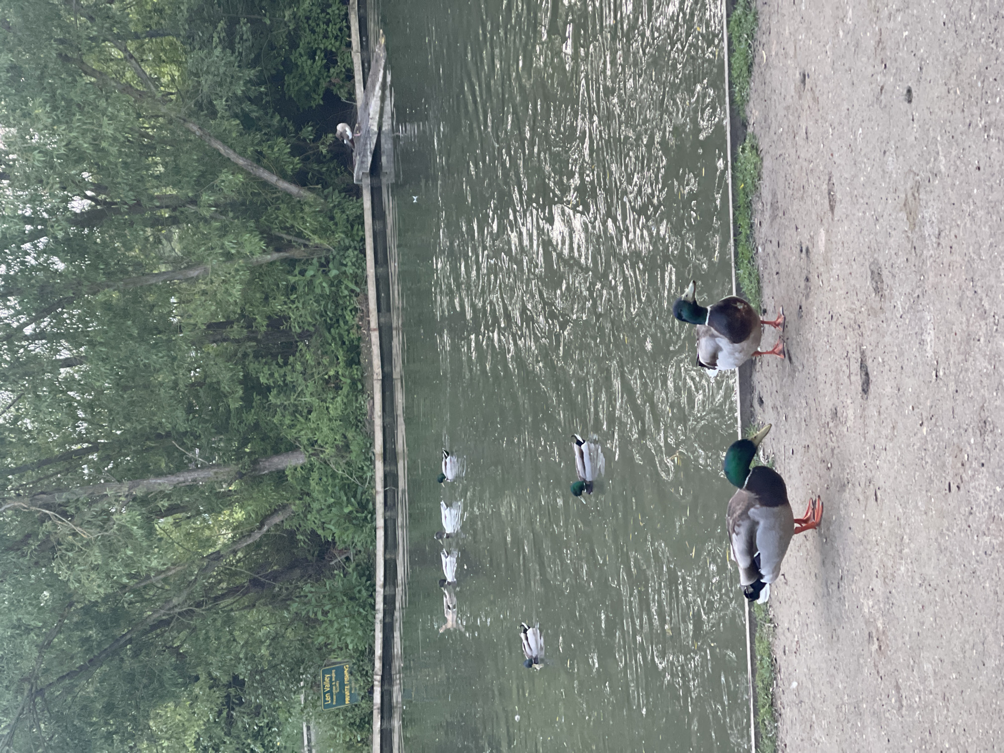 The image depicts a water scene in Maidstone, United Kingdom. Two male mallard ducks stand on a concrete bank next to a body of water. Additional mallards are seen swimming in the water. Along the water's edge are wooden structures and dense greenery. A sign reading "Len Valley PRIVATE FISHING" is visible among the trees.