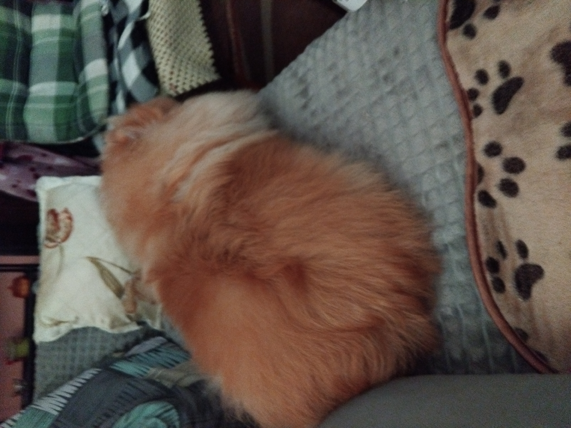 An orange fluffy animal, likely a dog, is resting on a grey upholstered surface, possibly a sofa. The animal is positioned in the center of the frame, its body taking up a significant portion of the image. Behind the animal, various patterned cushions and blankets are visible, suggesting an indoor setting. The background is slightly out of focus, but hints at home decor. The image does not provide any information or context about the city of Apriltsi, Bulgaria, or any specific location within it.