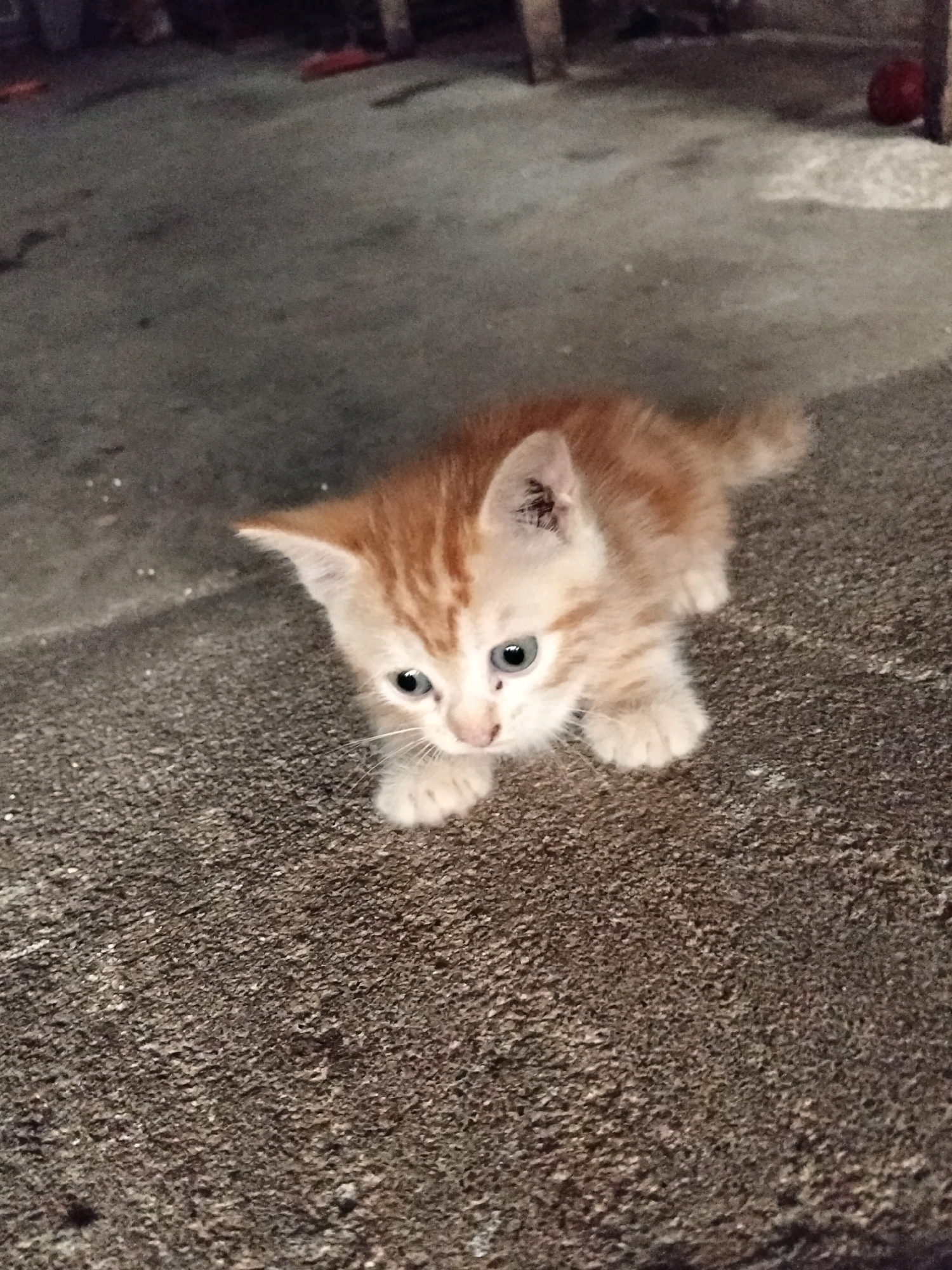 A ginger kitten with white markings is sitting on a textured, dark gray surface, possibly concrete or asphalt. The kitten is facing left, with its body angled towards the viewer. Its eyes are open and blue, and it has a small dark spot below its left eye. The kitten's fur is short and appears to be a light orange with darker stripes. Its paws are visible, and it is crouched low to the ground. The background is dark and appears to be an outdoor setting, possibly a street or alleyway. There are some indistinct shapes in the background, including what might be wooden posts or furniture. The lighting is dim, suggesting it is nighttime or an overcast day. The location is identified as Arang Limbung, Indonesia.