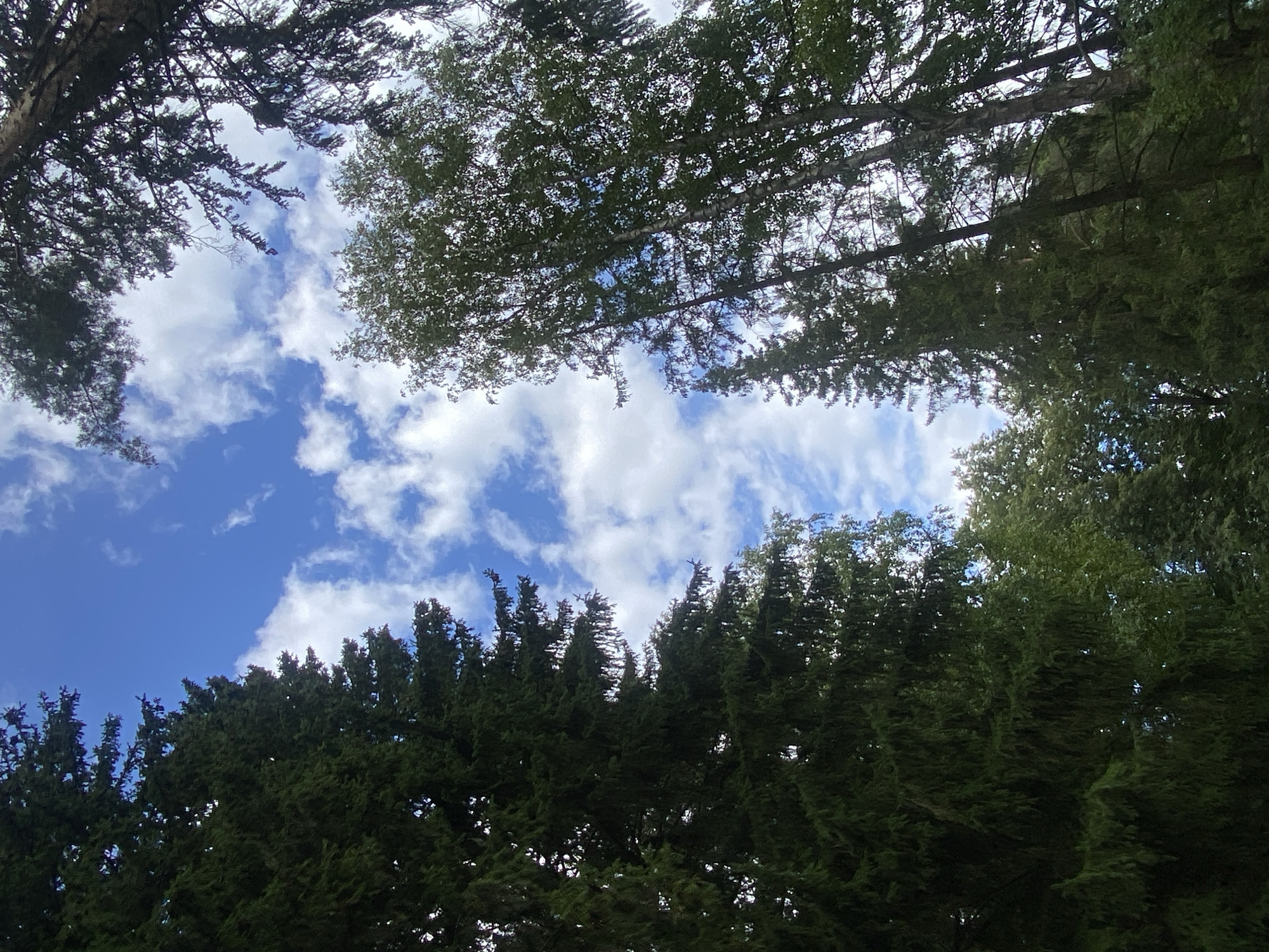 The image depicts a view looking up through a canopy of tall trees towards a bright blue sky with scattered white clouds. The trees are predominantly coniferous, with dark green needles, and some deciduous trees with lighter green foliage are also visible. The branches and leaves of the trees form a dense, dark silhouette against the sky. The perspective is from below, emphasizing the height and density of the forest. The scene is natural and appears to be in a park or forest area. The location is identified as the city of Pavlovsk, Russia, suggesting it is likely a view within the Pavlovsk Park, a historic imperial park. There are no people or discernable objects other than the trees and sky. The image is taken outdoors during the daytime under clear and partly cloudy conditions.