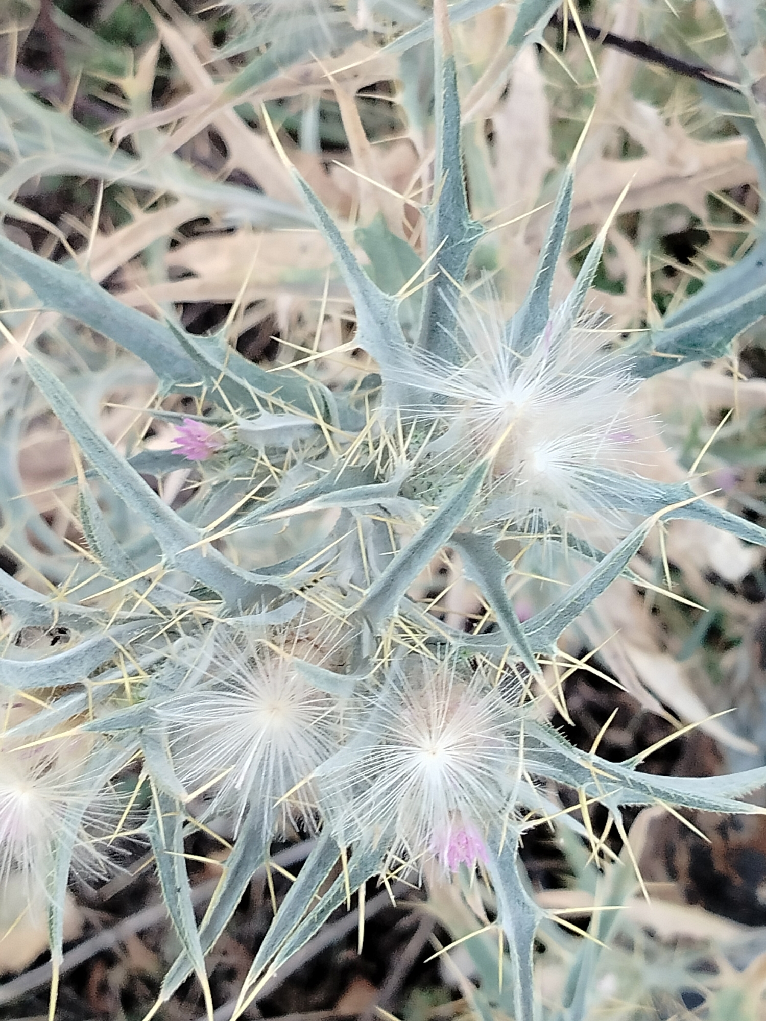 A close-up, overhead shot focuses on a thorny plant with spiky, pale green leaves and wispy white seed heads. Several small, pale pink blossoms are visible among the foliage. The background is blurred, showing dry, brownish vegetation and a dark surface. The scene is set in the city of Көлкент, Kazakhstan.