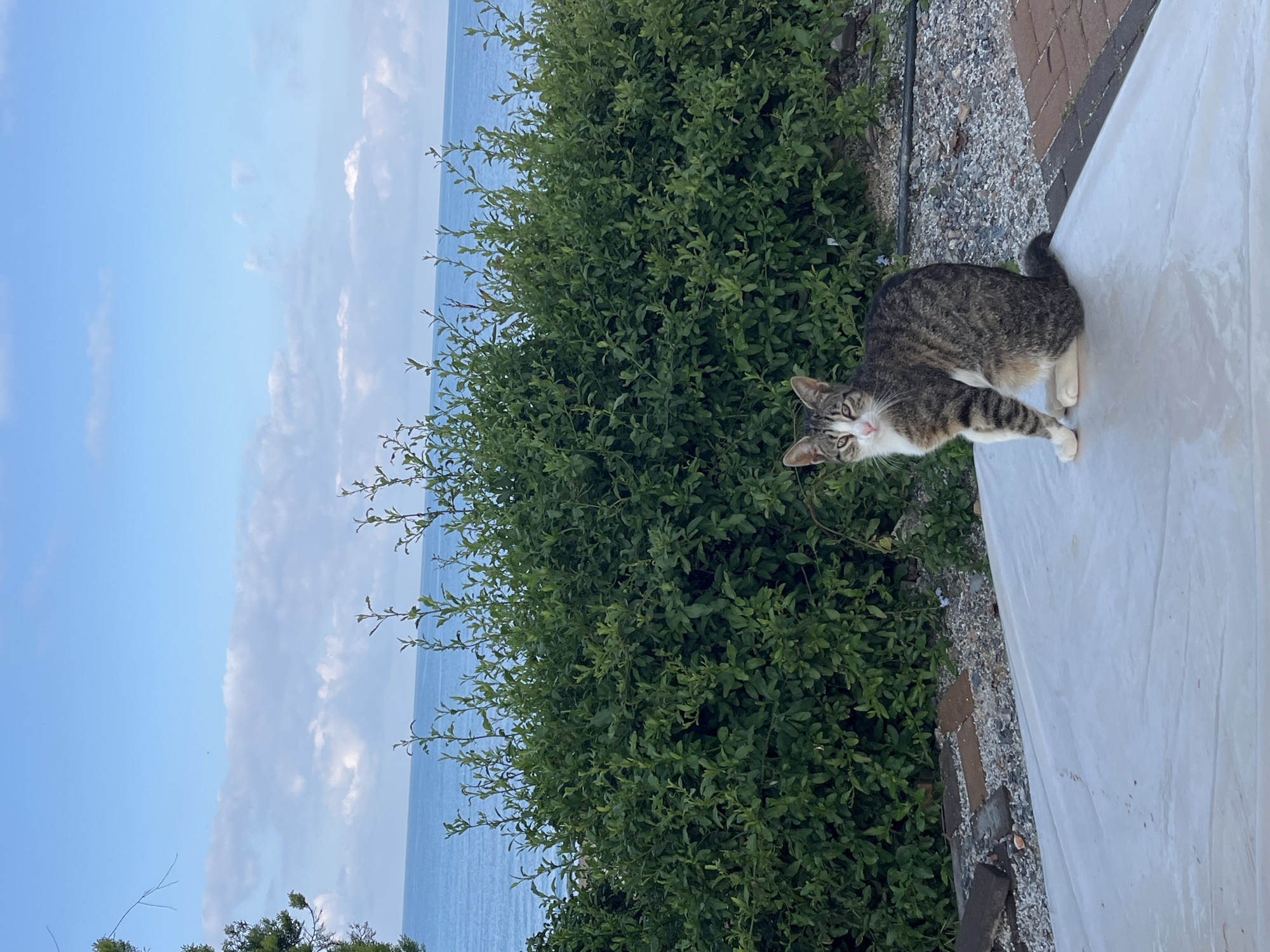 A medium shot, taken outdoors in the city of Alanya, Turkey, depicts a tabby cat standing on a white surface next to a green bush. The cat is facing the camera, with its ears perked and eyes looking directly at the viewer. The cat has white paws and a white chest. The bush is dense and green, and it is located to the left of the cat. In the background, there is a view of the sky and the sea. The sky is blue with some white clouds. The sea is a dark blue color. There are gray stones, brick, and wood along the white surface.