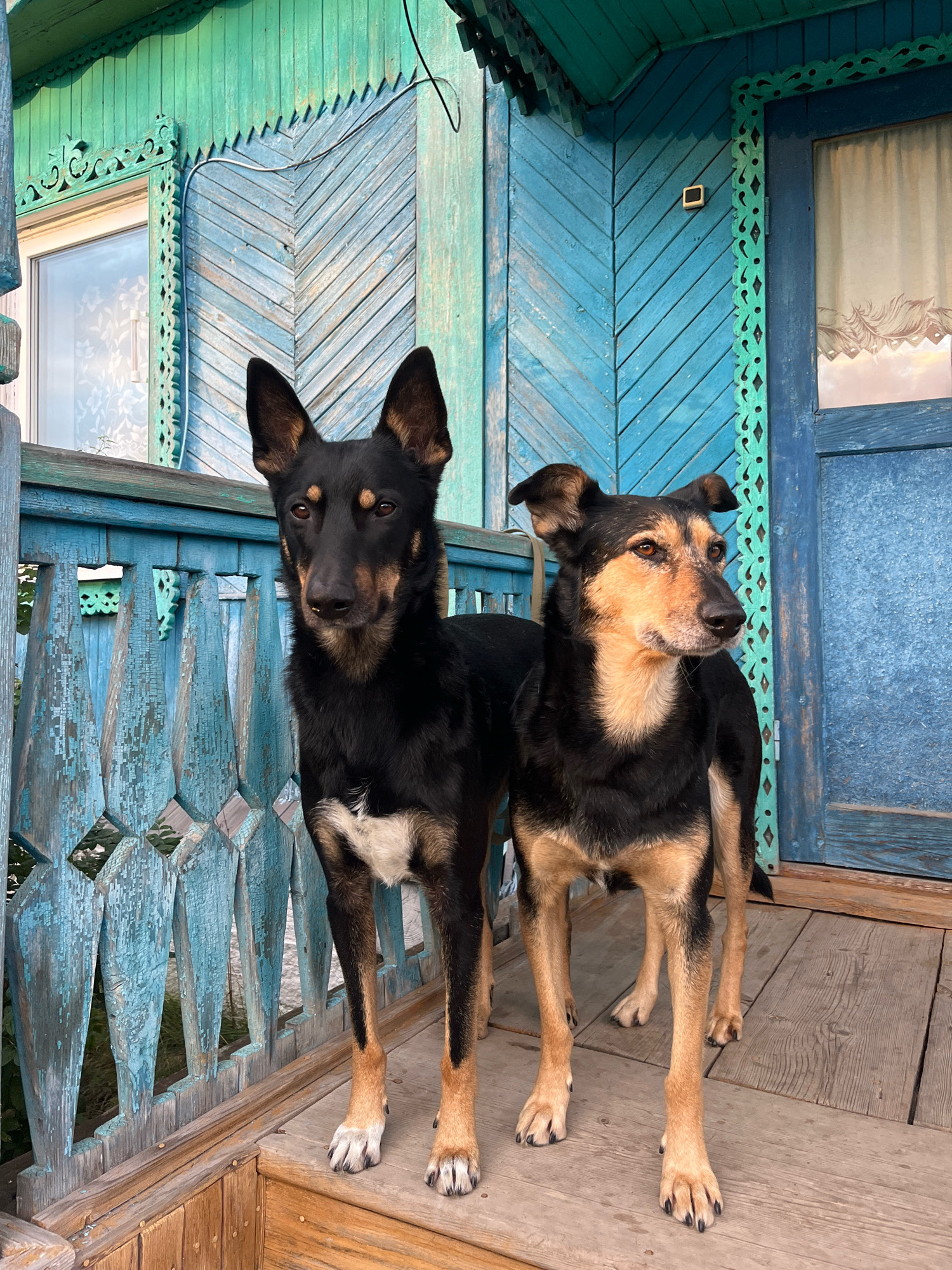 Two dogs, one black and tan and the other predominantly black with tan markings on its face and chest, stand side-by-side on a wooden porch. The porch is attached to a wooden house painted in shades of teal and green, featuring ornate decorative trim. The black and tan dog is positioned to the left, looking directly at the camera with alert ears and a serious expression. It has a patch of white fur on its chest and paws. The predominantly black dog is to the right, looking off to the side with its ears slightly back. The house has a blue door with a window covered by a light-colored curtain. The wooden planks of the porch are weathered, and the porch railing is also painted teal and shows signs of peeling paint. The background reveals more of the house's facade, including a window with a white lace curtain. The scene appears to be a residential outdoor setting.