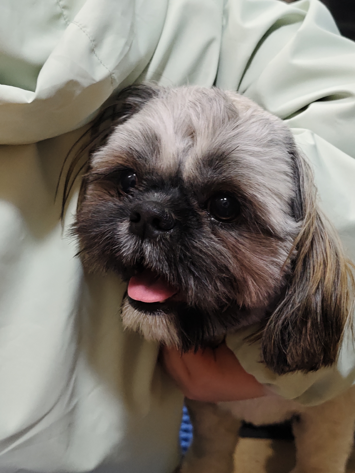 A close-up photograph shows a Shih Tzu dog held by a person wearing a light green garment. The dog's head is visible, with its tongue slightly protruding. The dog has gray and brown fur. The background is blurred, with only the person's arm and parts of the dog's body visible. There is no information about the location being the city of Chaikovsky, Russia.