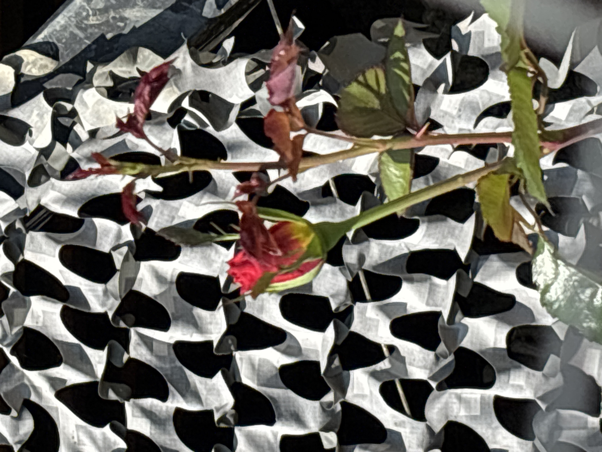 The image shows a close-up of a rose bud and stem against a black and white patterned background. The rose bud is vibrant red and yellow, with green sepals. The stem is thin and reddish-brown, with small thorns and a few green leaves. The background appears to be a piece of fabric or netting with a repeating pattern of irregular black shapes on a white surface, creating a high-contrast visual effect. The lighting suggests an outdoor setting, with shadows indicating the direction of the sun. There are no people or discernible city elements in the image, so it is not possible to determine the location in Sochi, Russia. The image is purely a still life composition of a plant and a patterned background.